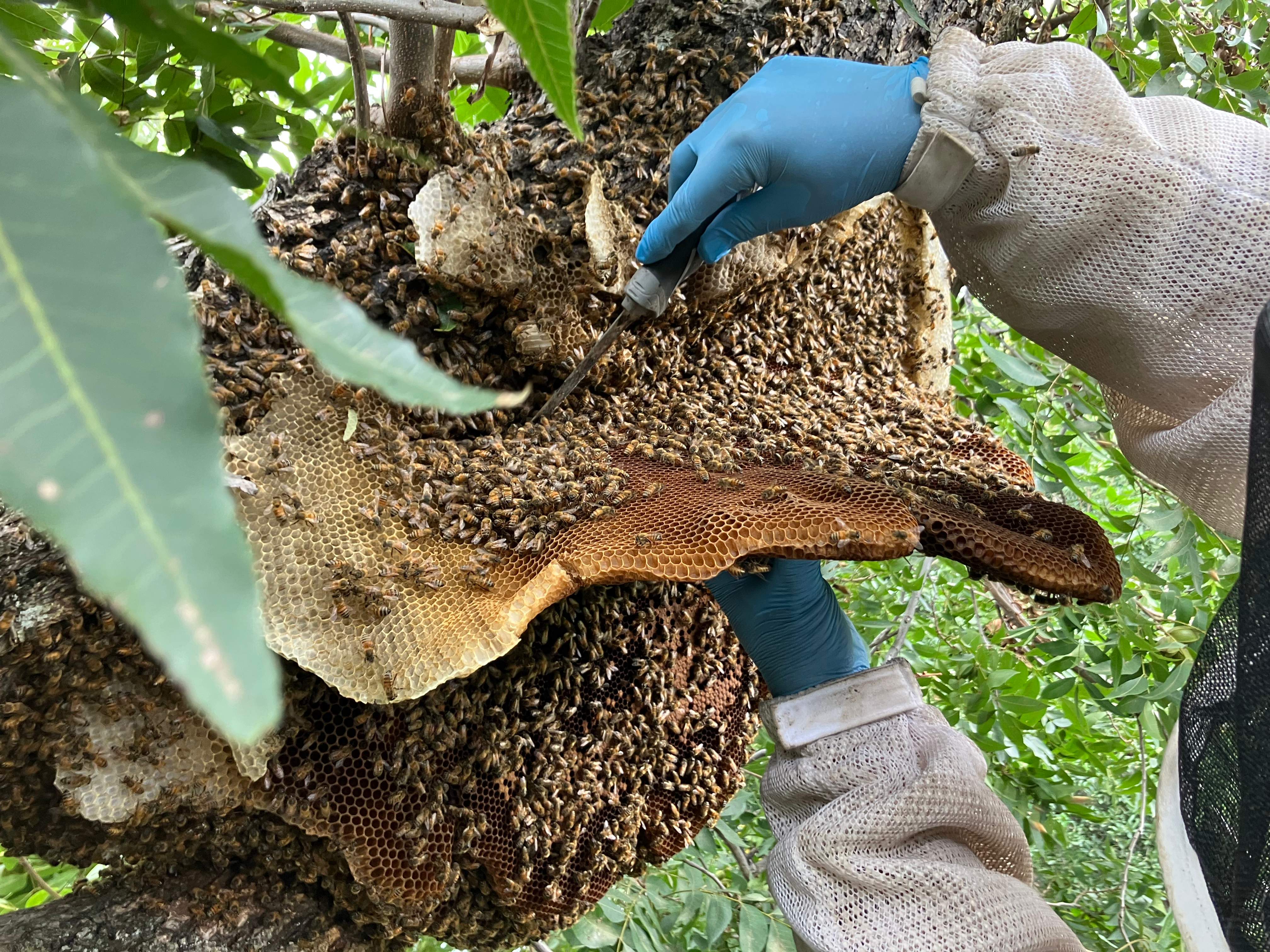 Open-Air Massive Colony by Rockwall Honey Bee Company