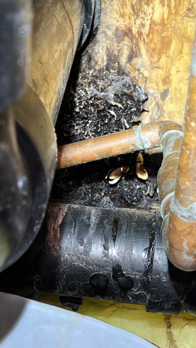 Mold Remediation by Accountable Home Services