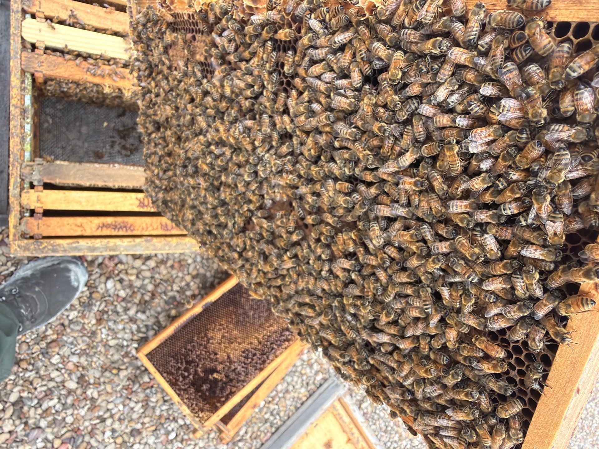 Commercial Rooftop Colony by Rockwall Honey Bee Company