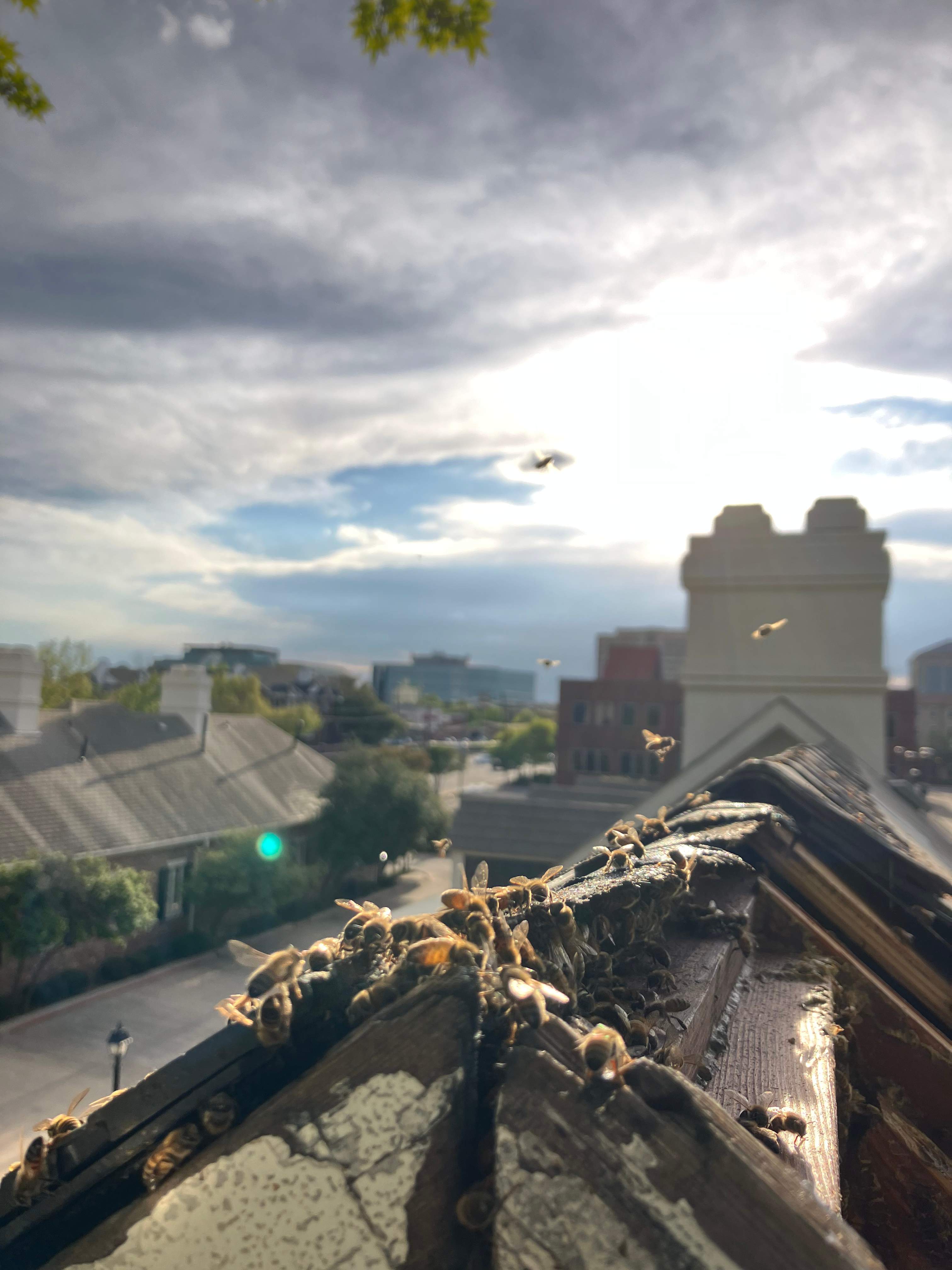 Commercial Roof by Rockwall Honey Bee Company