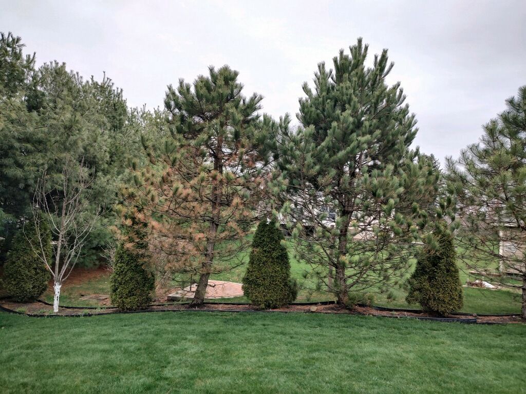 Tree Removal using Tree Removal by Mike Jones & Sons Tree Service LLC 