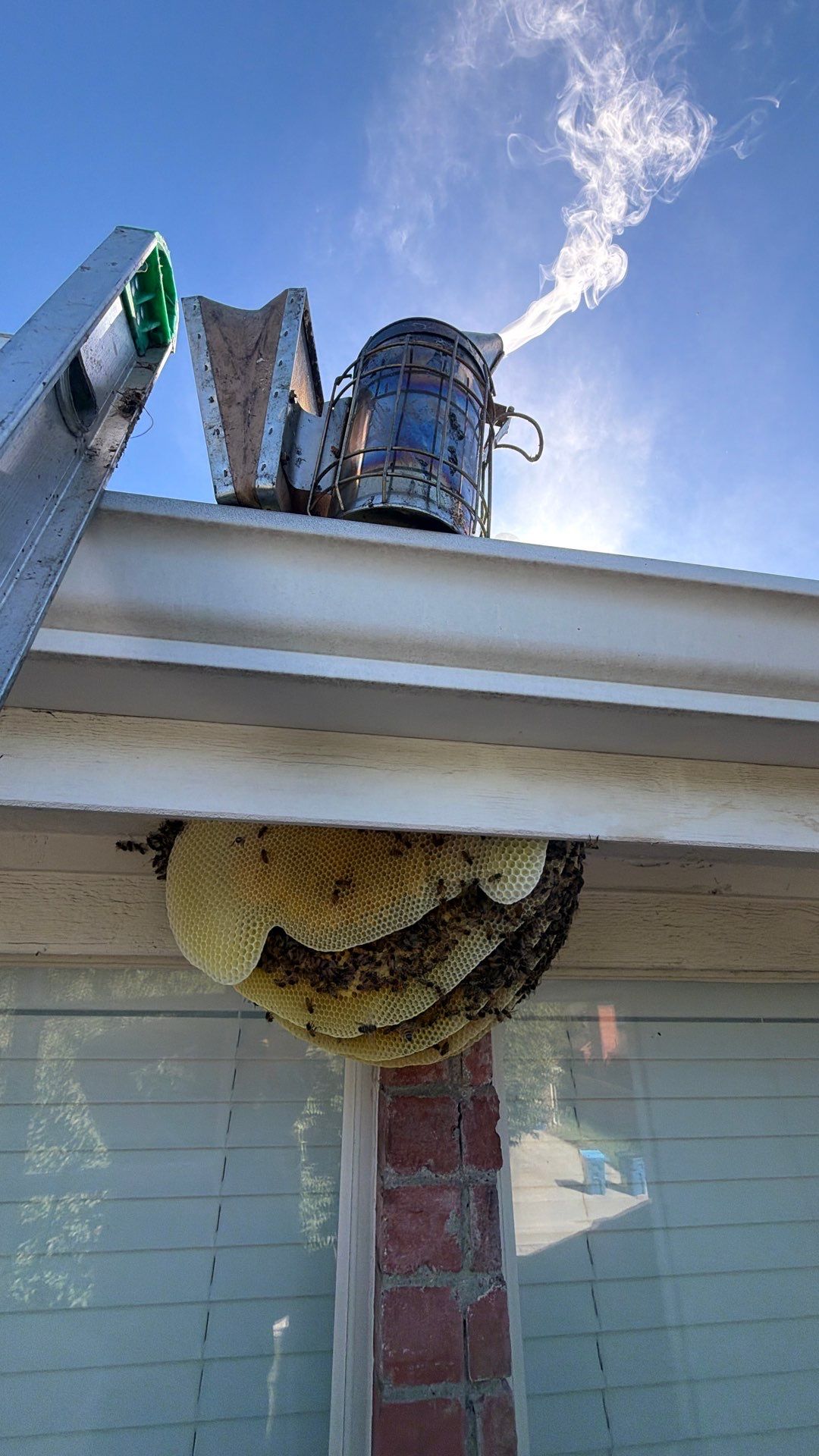 Open Air Colony in Rockwall, TX by Rockwall Honey Bee Company