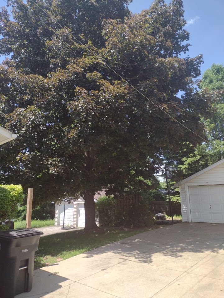 Tree Trimming using Tree Pruing by Mike Jones & Sons Tree Service LLC 