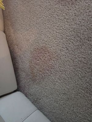 Carpet Cleaning and Stain Removal