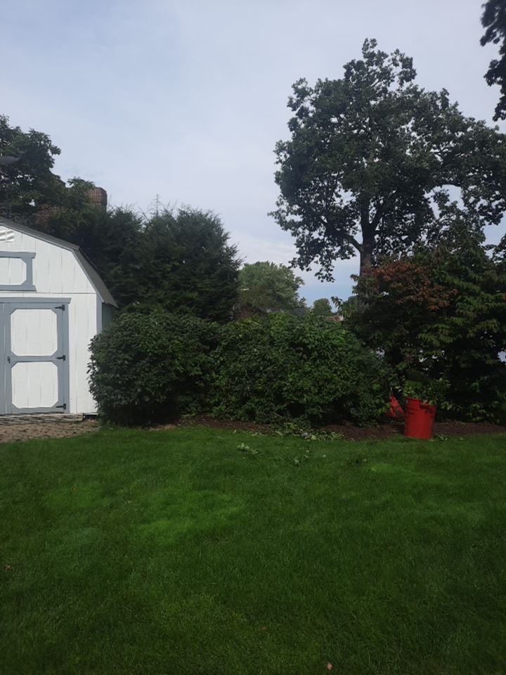 Tree Trimming using Tree Pruing by Mike Jones & Sons Tree Service LLC 