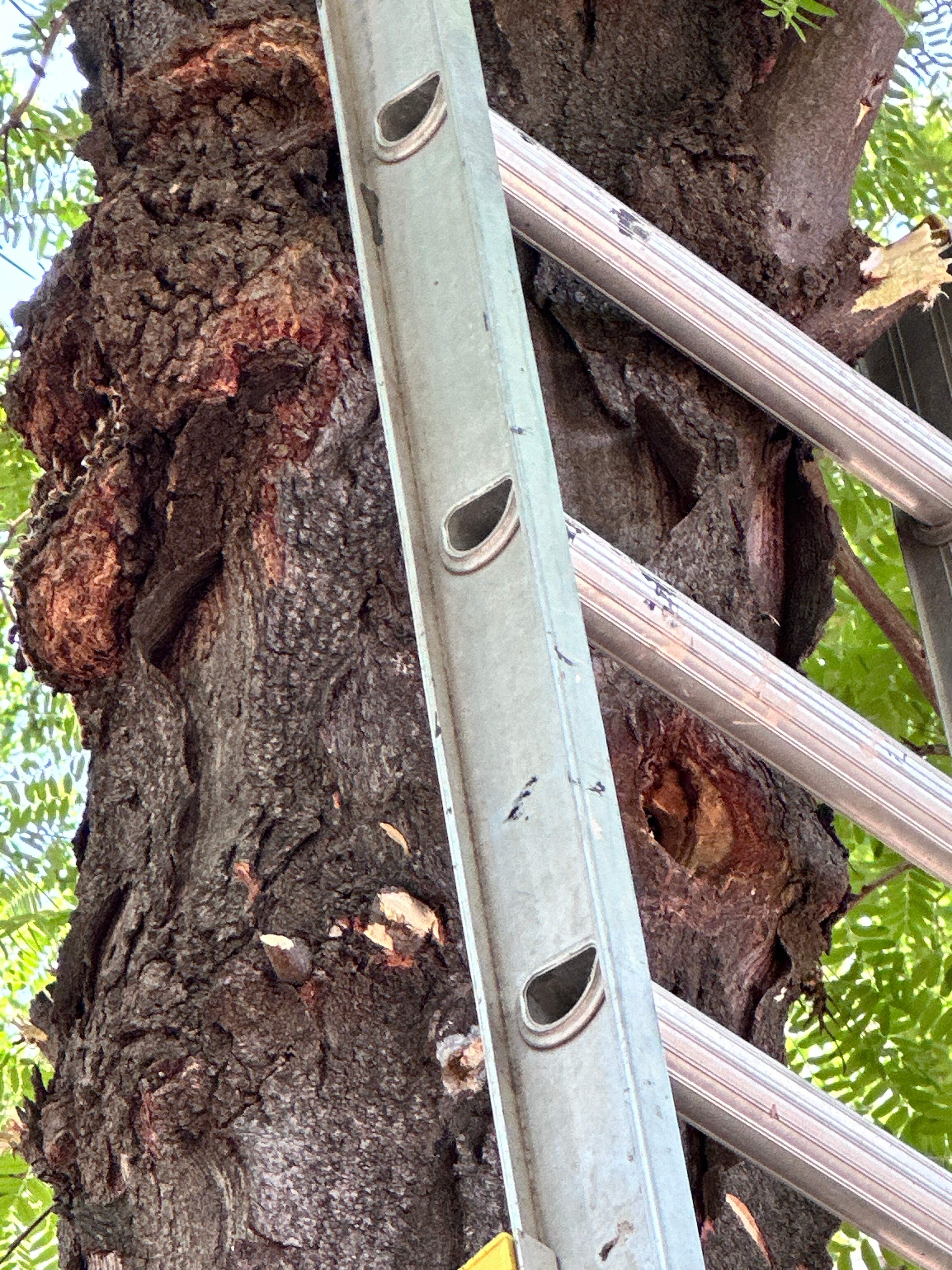 Two More Trees, One More Yard by Rockwall Honey Bee Company