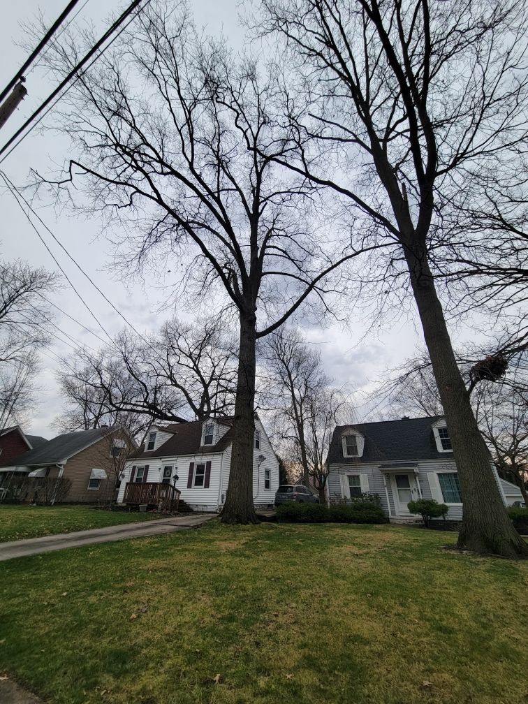 Tree Trimming using Tree Pruing by Mike Jones & Sons Tree Service LLC 