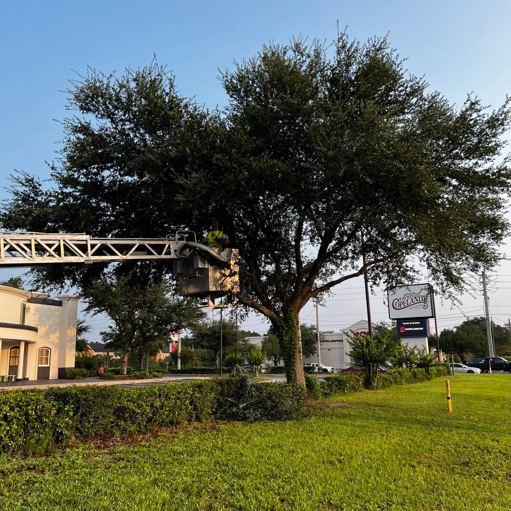 Tree Trimming | Copeland's Restaurant by ProGreen Services
