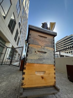 Urban bee hive in North Dallas