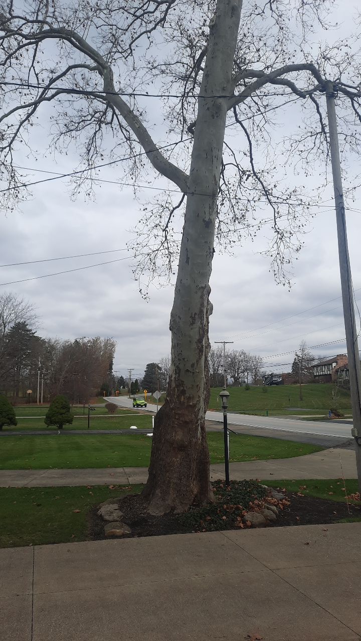 Tree Trimming using Tree Pruing by Mike Jones & Sons Tree Service LLC 