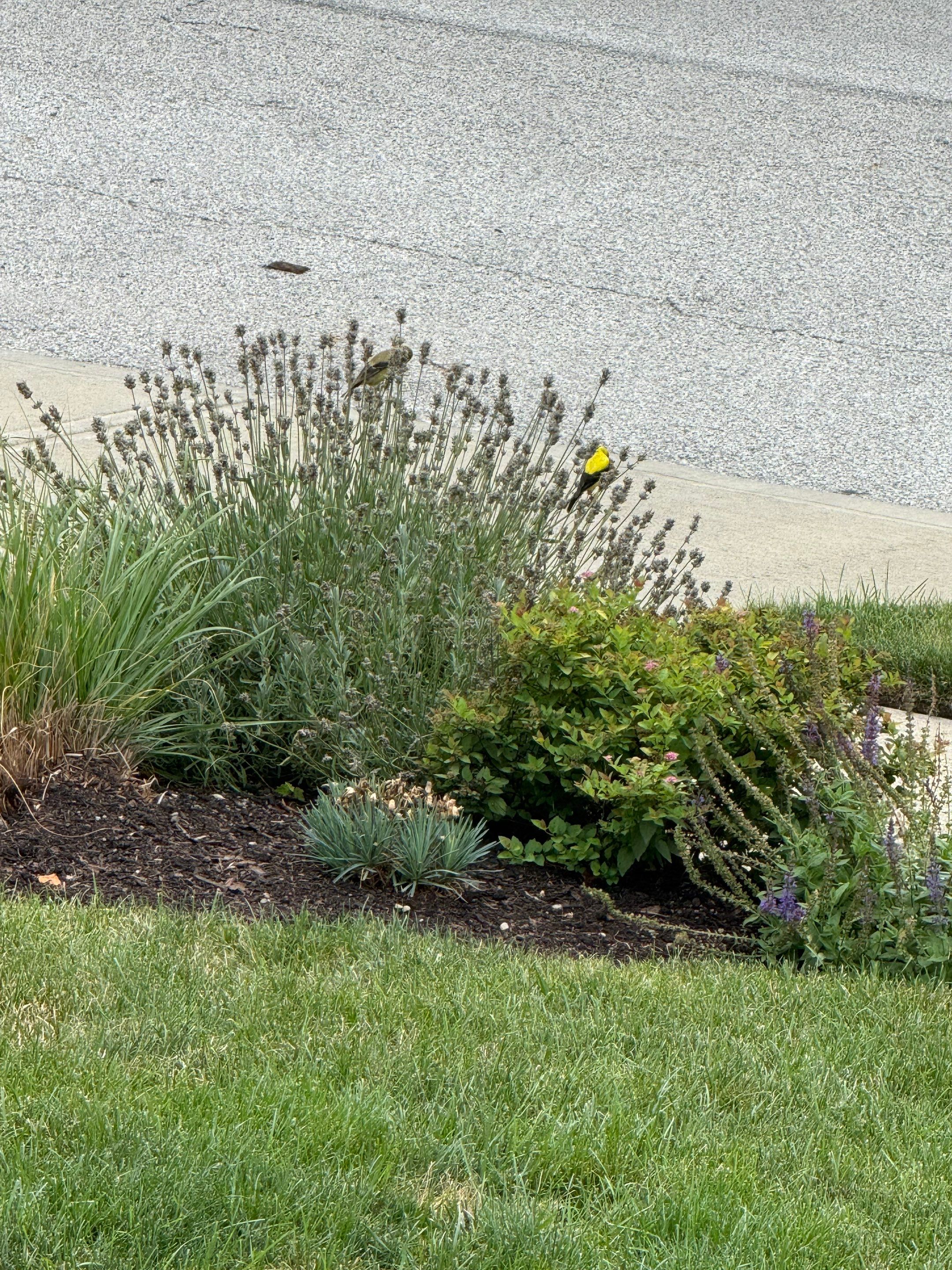 Elm Rose Home Project by Elm Rose Gardens