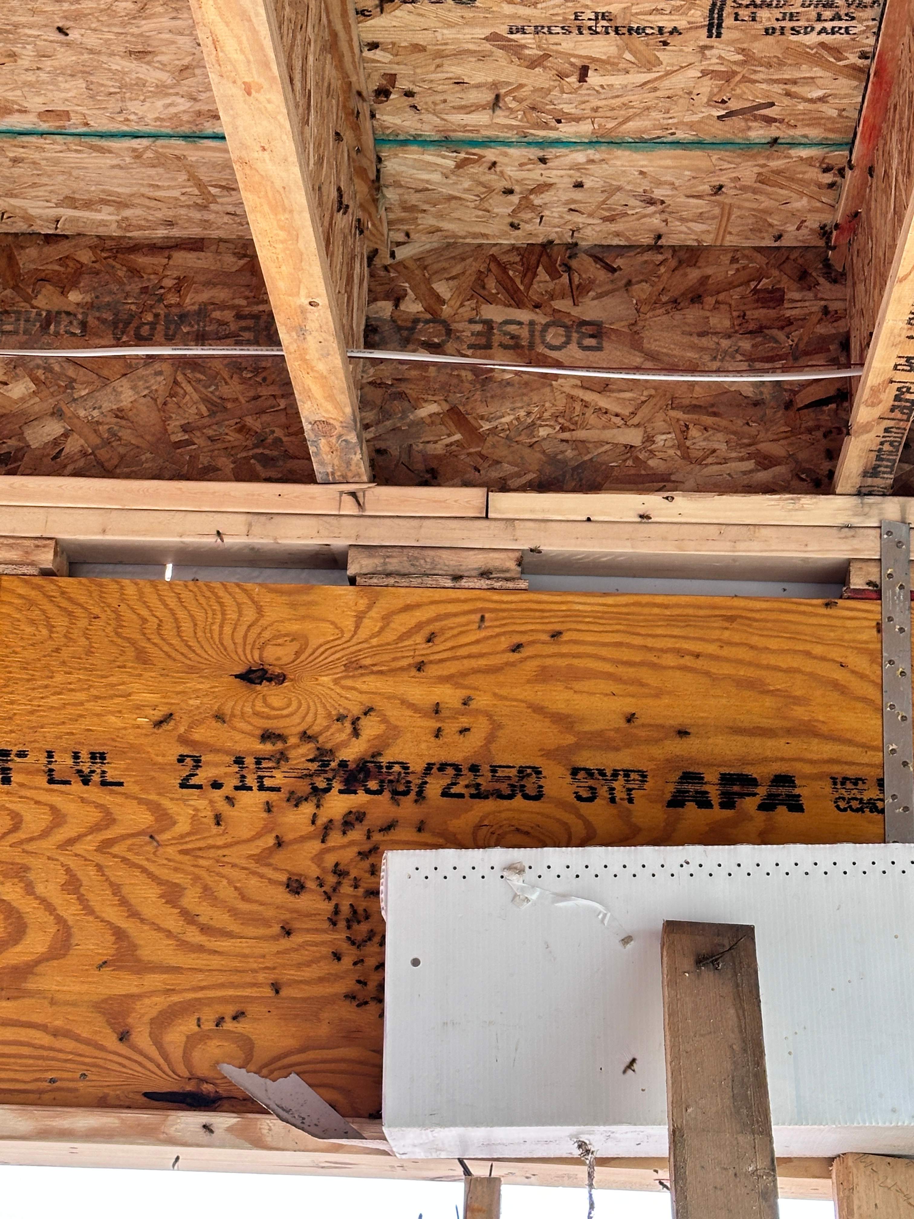 New Construction by Rockwall Honey Bee Company