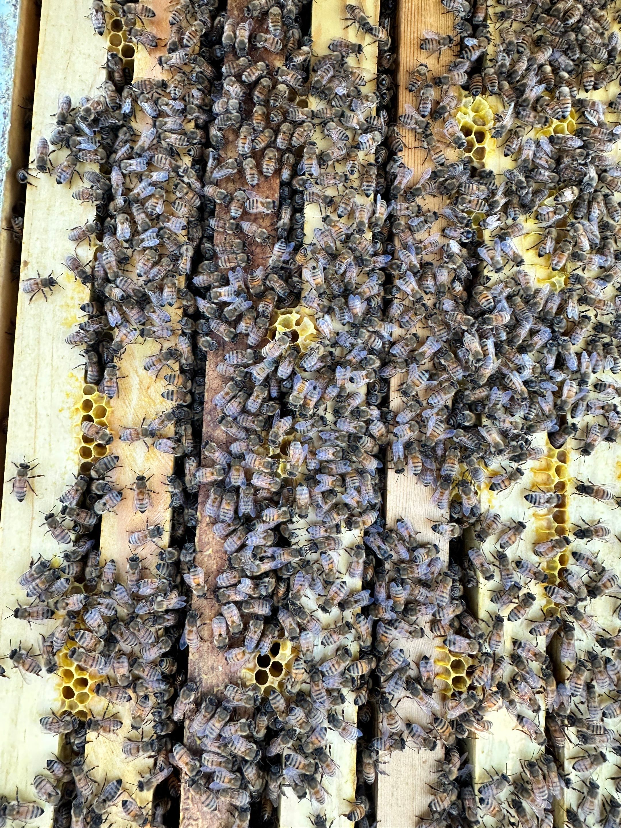 Honey-Maker Apiary in Greenville by Rockwall Honey Bee Company