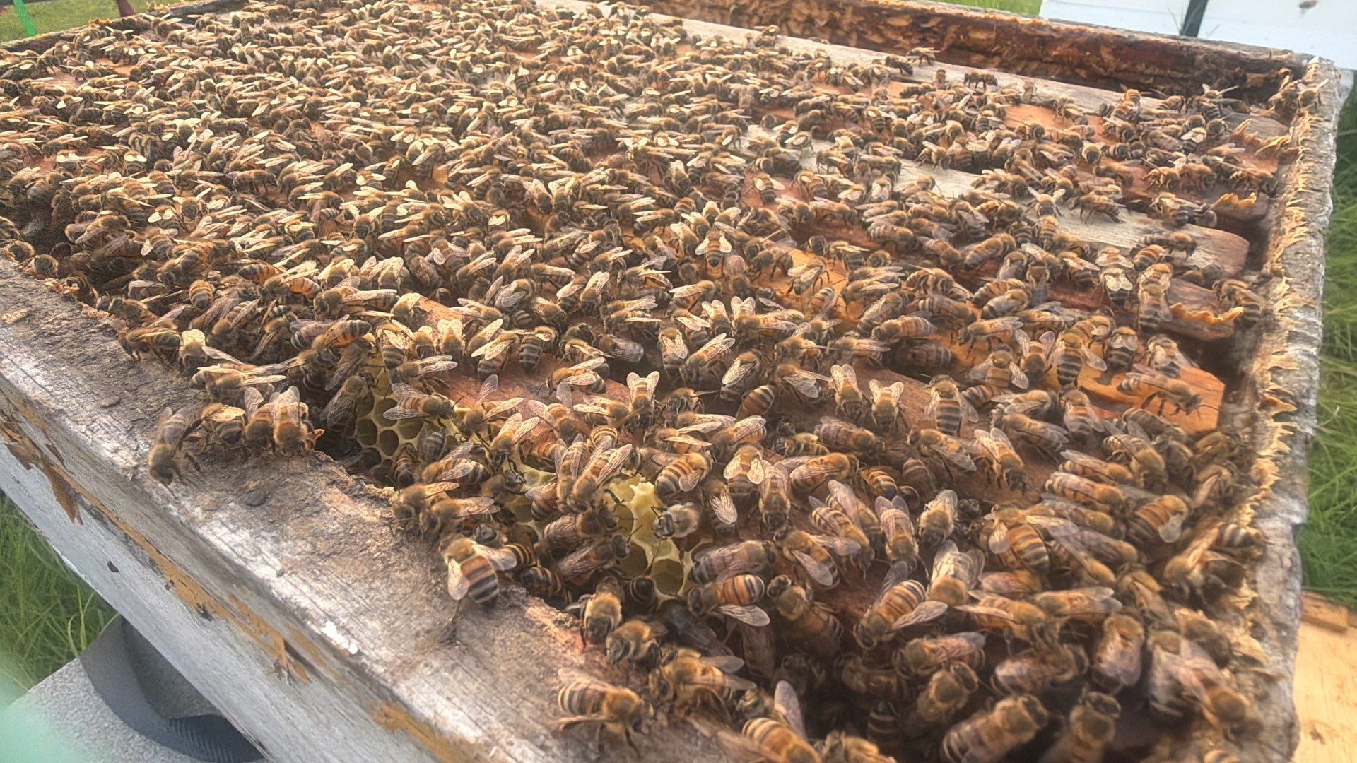 Double Family Property in Heath for Ag. Exemption by Rockwall Honey Bee Company