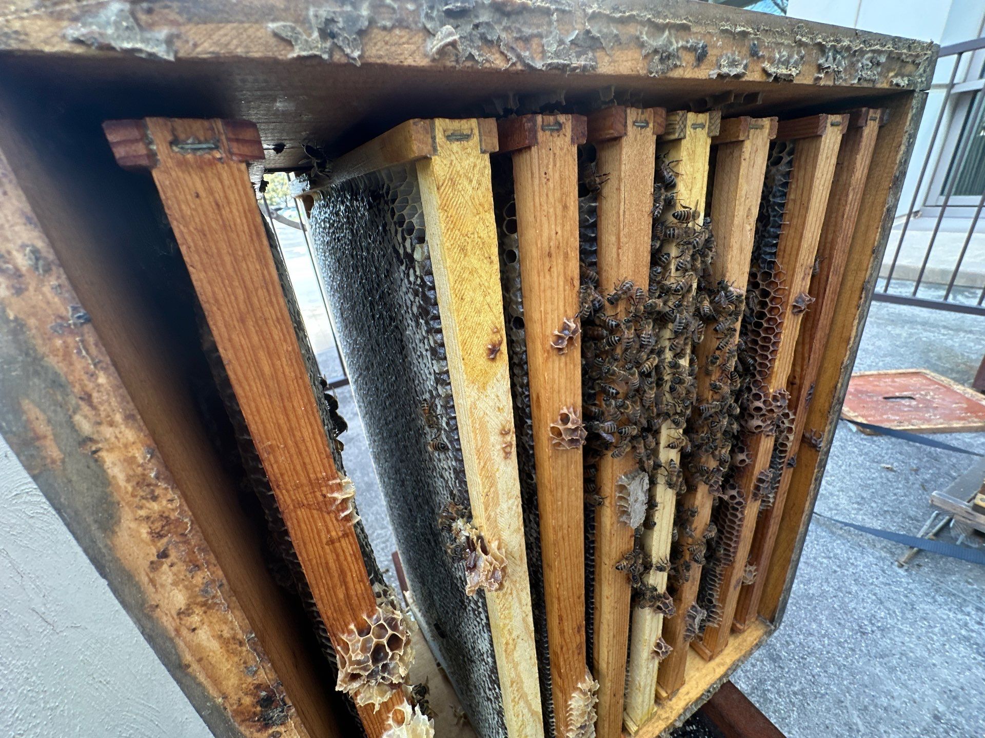 Urban bee hive in North Dallas by Rockwall Honey Bee Company