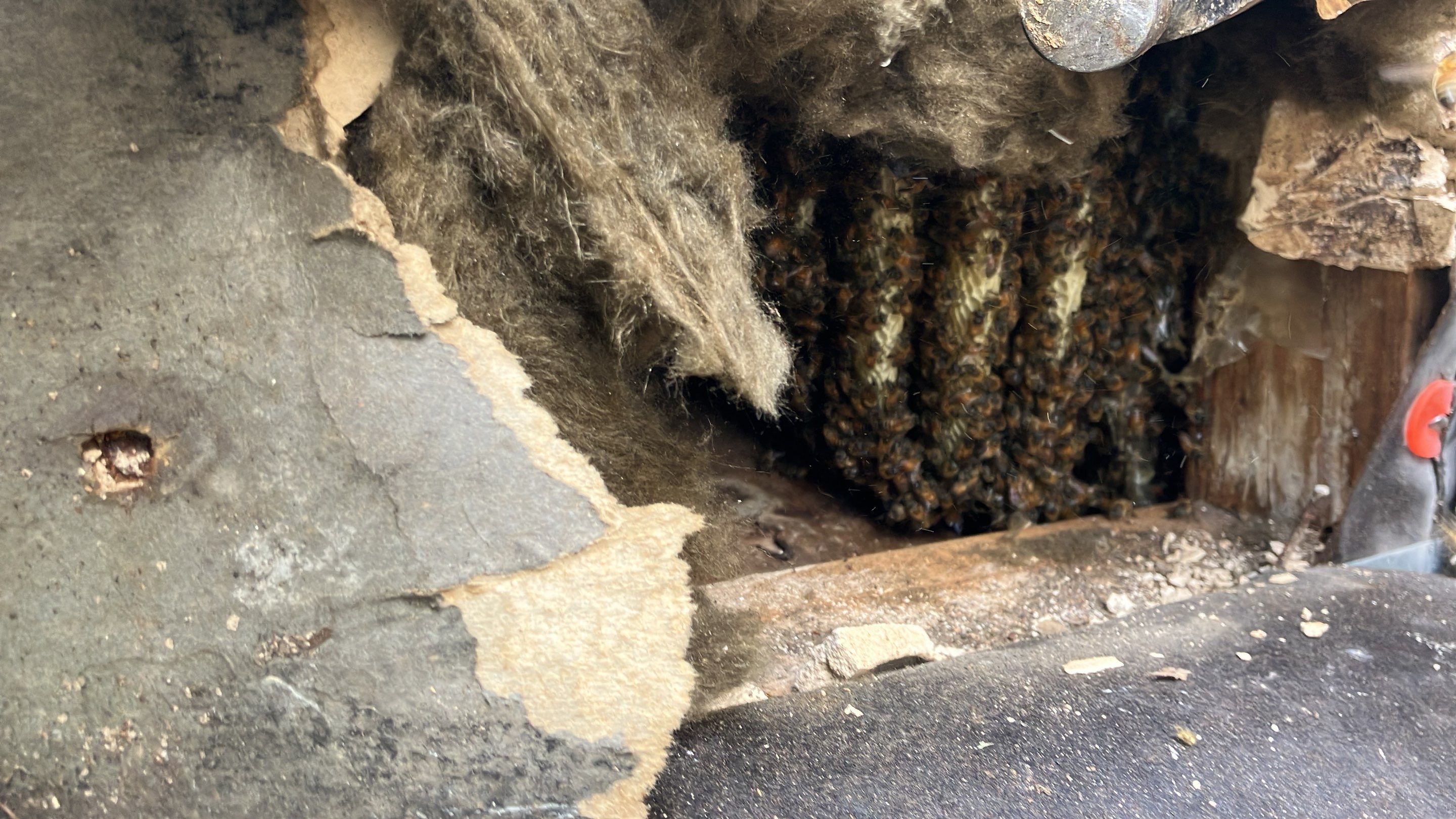 Project in Dallas, TX by Rockwall Honey Bee Company