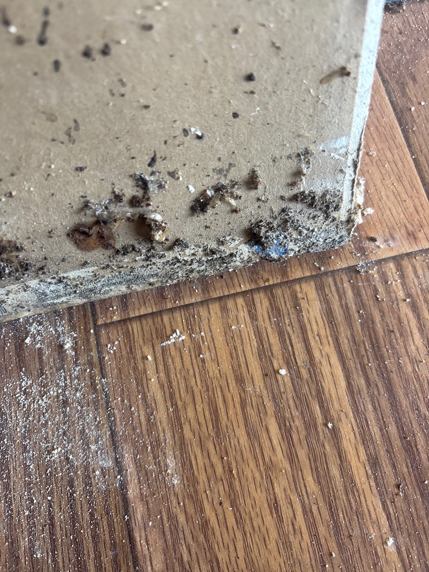Commercial Mold Damage In Sarasota by Ampm Restoration Services