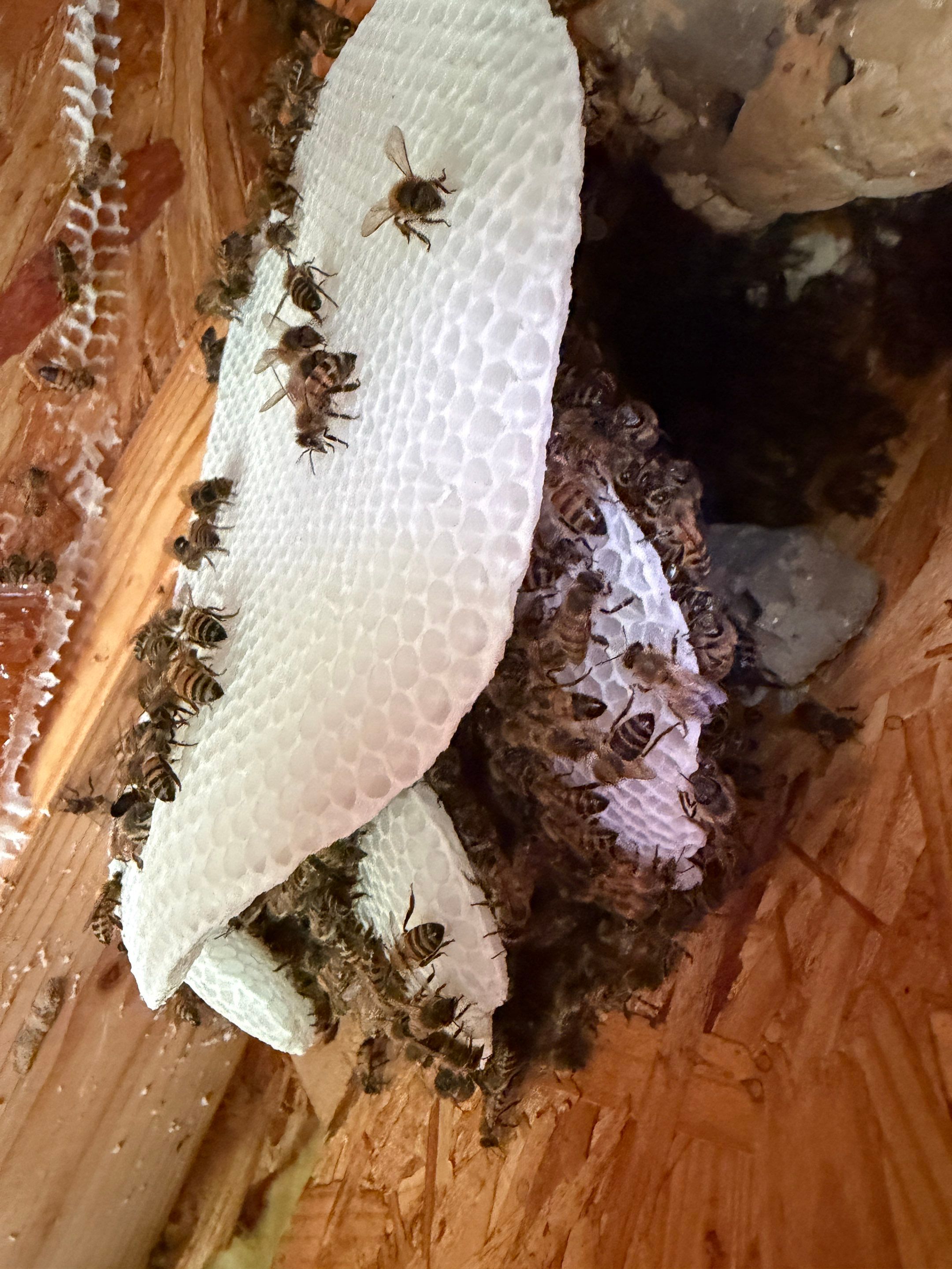 Project in Heath, TX by Rockwall Honey Bee Company