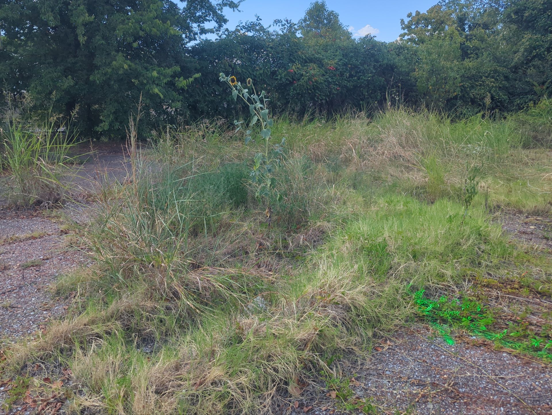 Utility Locate and Utility Mapping for Survey by Alsip Locating Service, LLC