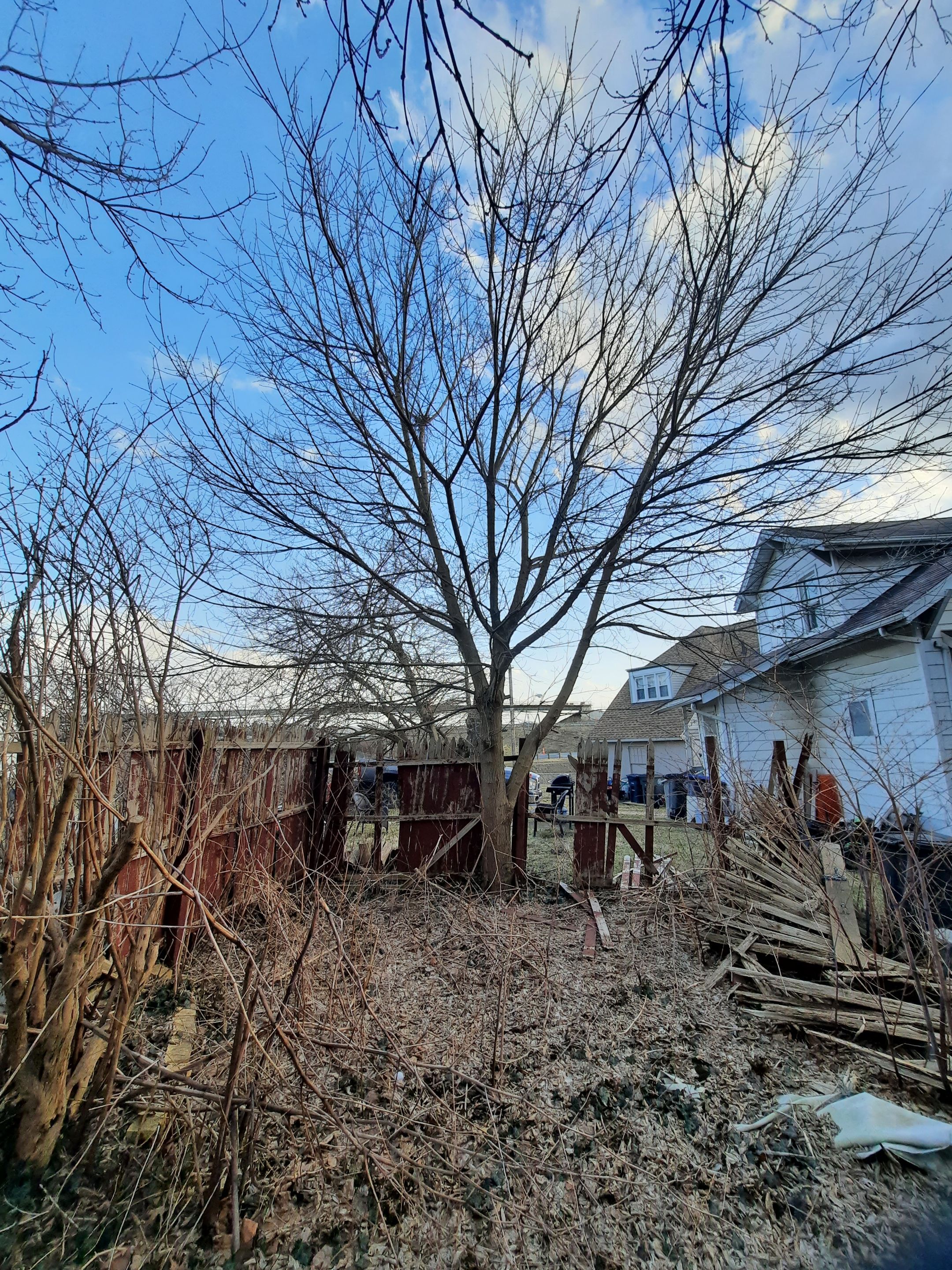 Tree Trimming using Tree Pruing by Mike Jones & Sons Tree Service LLC 