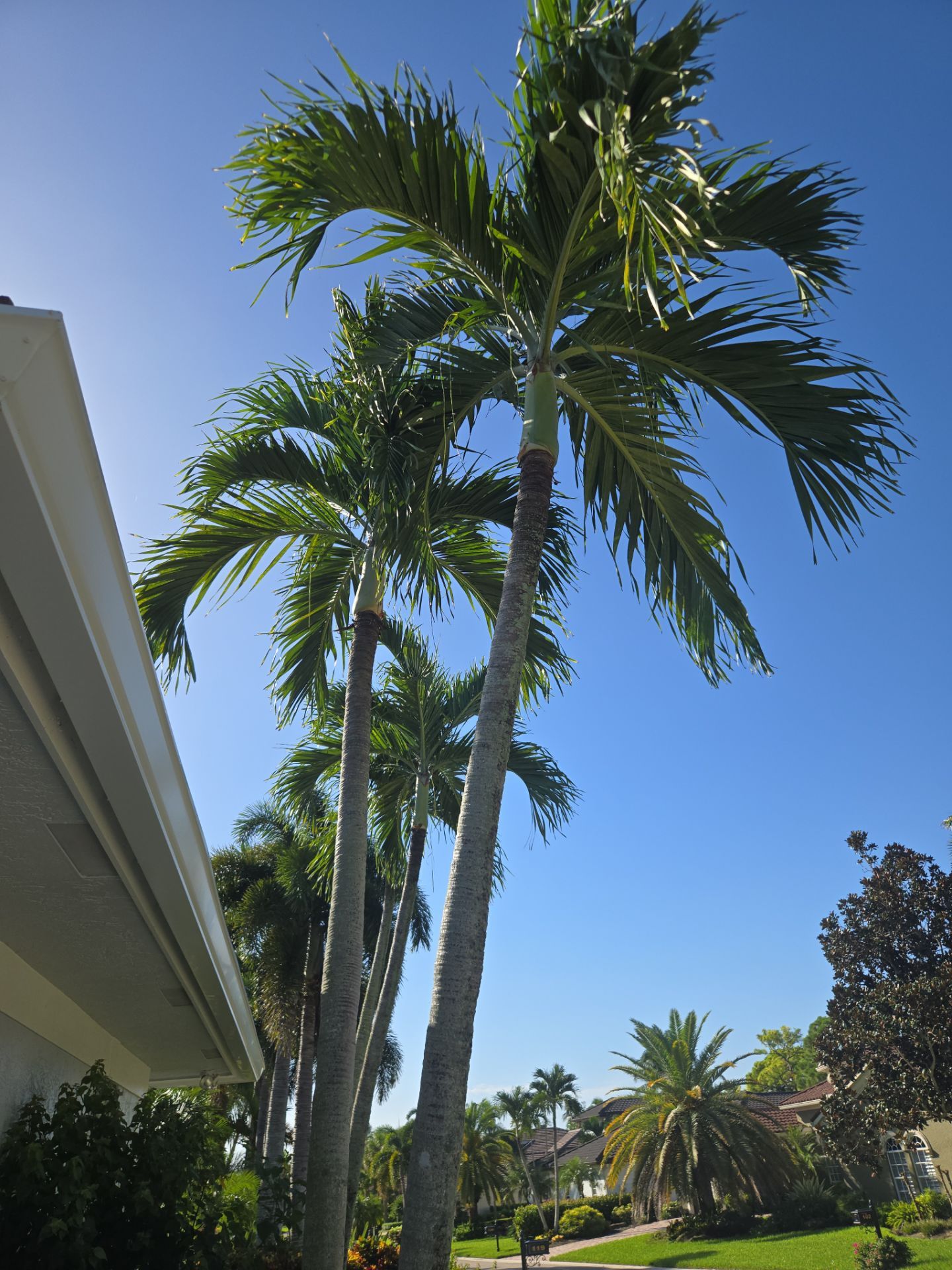 Palm Cove Perfection – Where Every Frond Tells a Story by Alpha Zeta Enterprises Inc