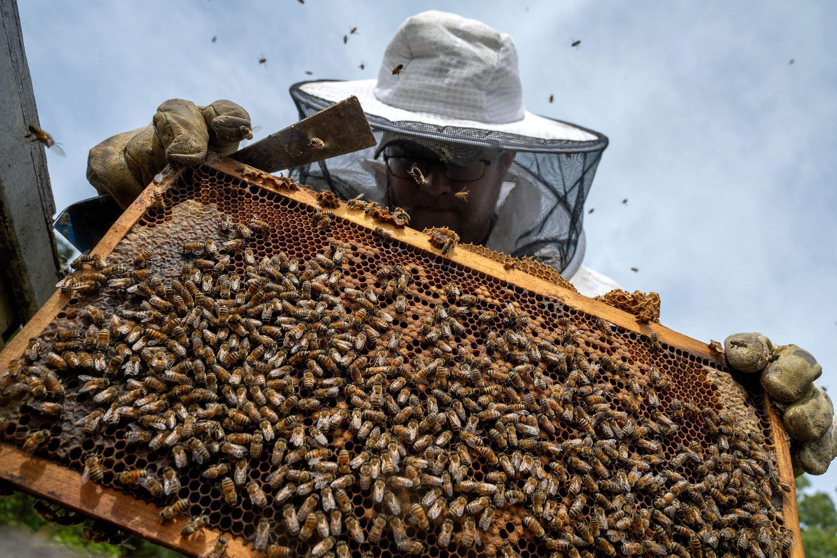 Splits in East Texas by Rockwall Honey Bee Company