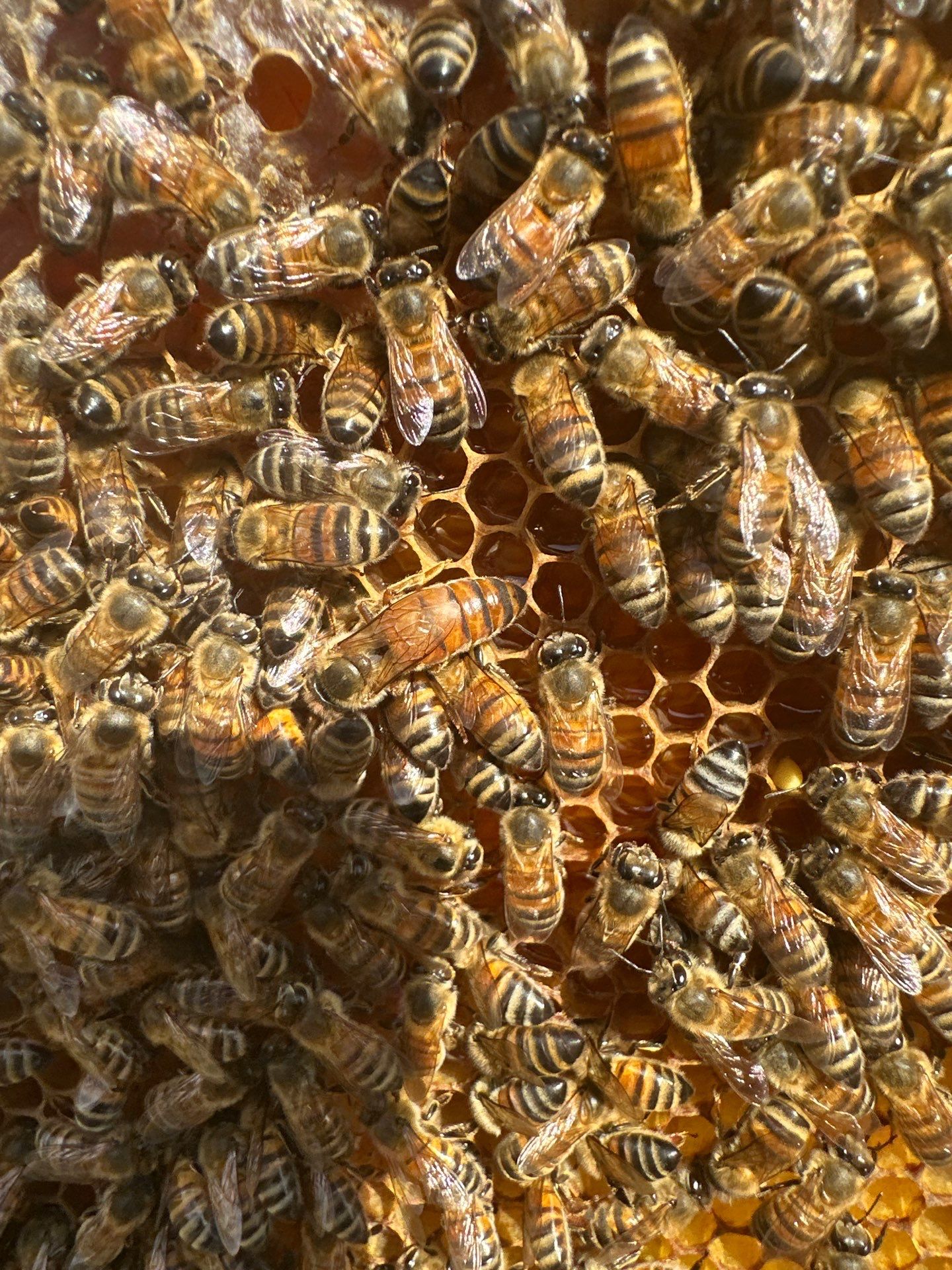 Bees for Ag. Exemption in Rockwall by Rockwall Honey Bee Company