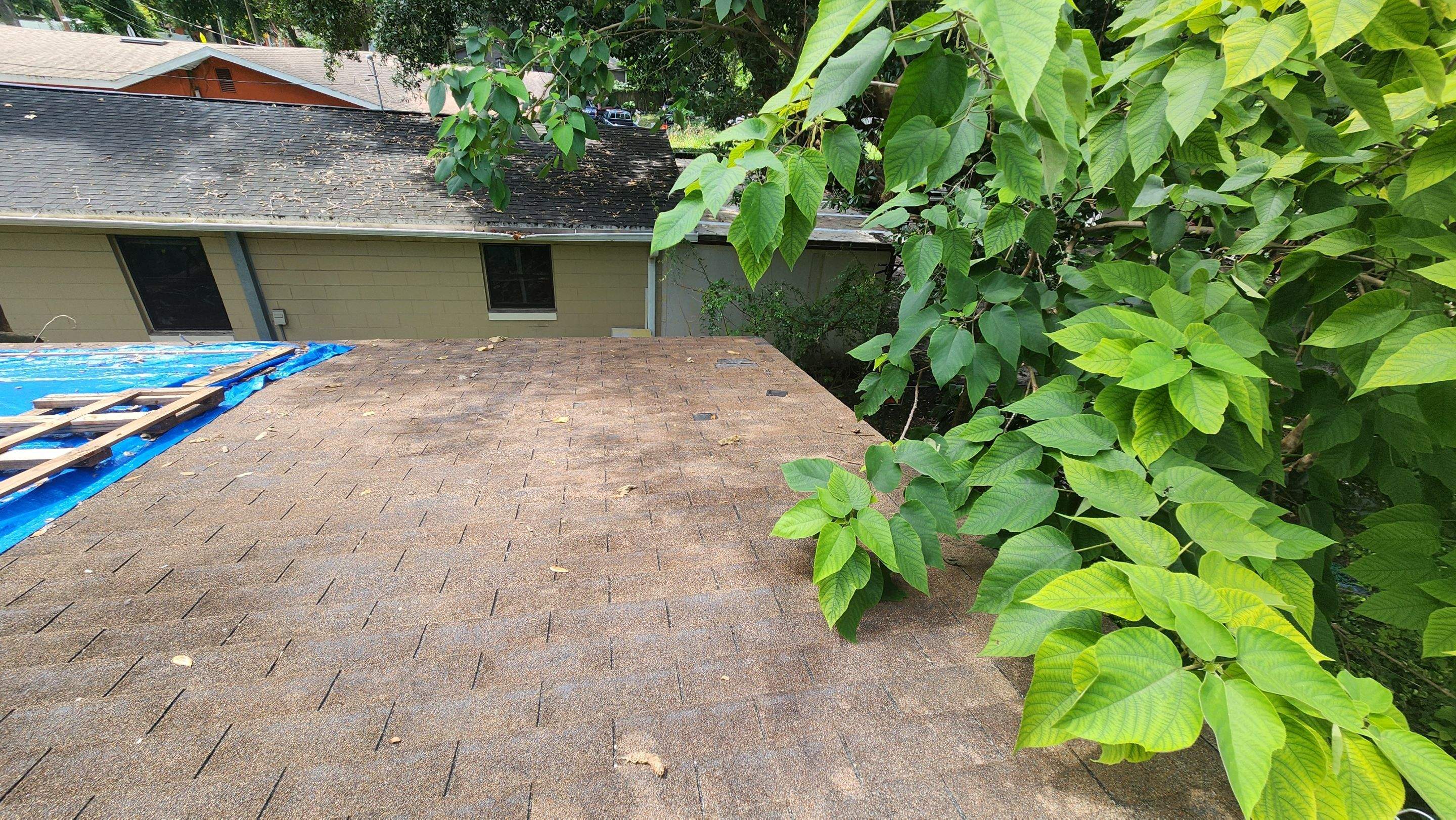 Tree Damage Claim in Orlando by FLAPA & KeyStone