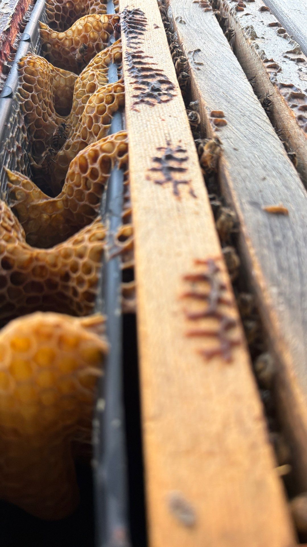 Flood Culvert Bees by Rockwall Honey Bee Company
