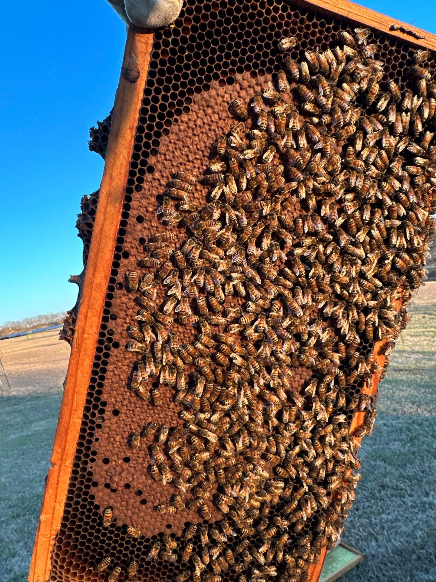 Another client in Heath using bees for Ag. Exemption by Rockwall Honey Bee Company