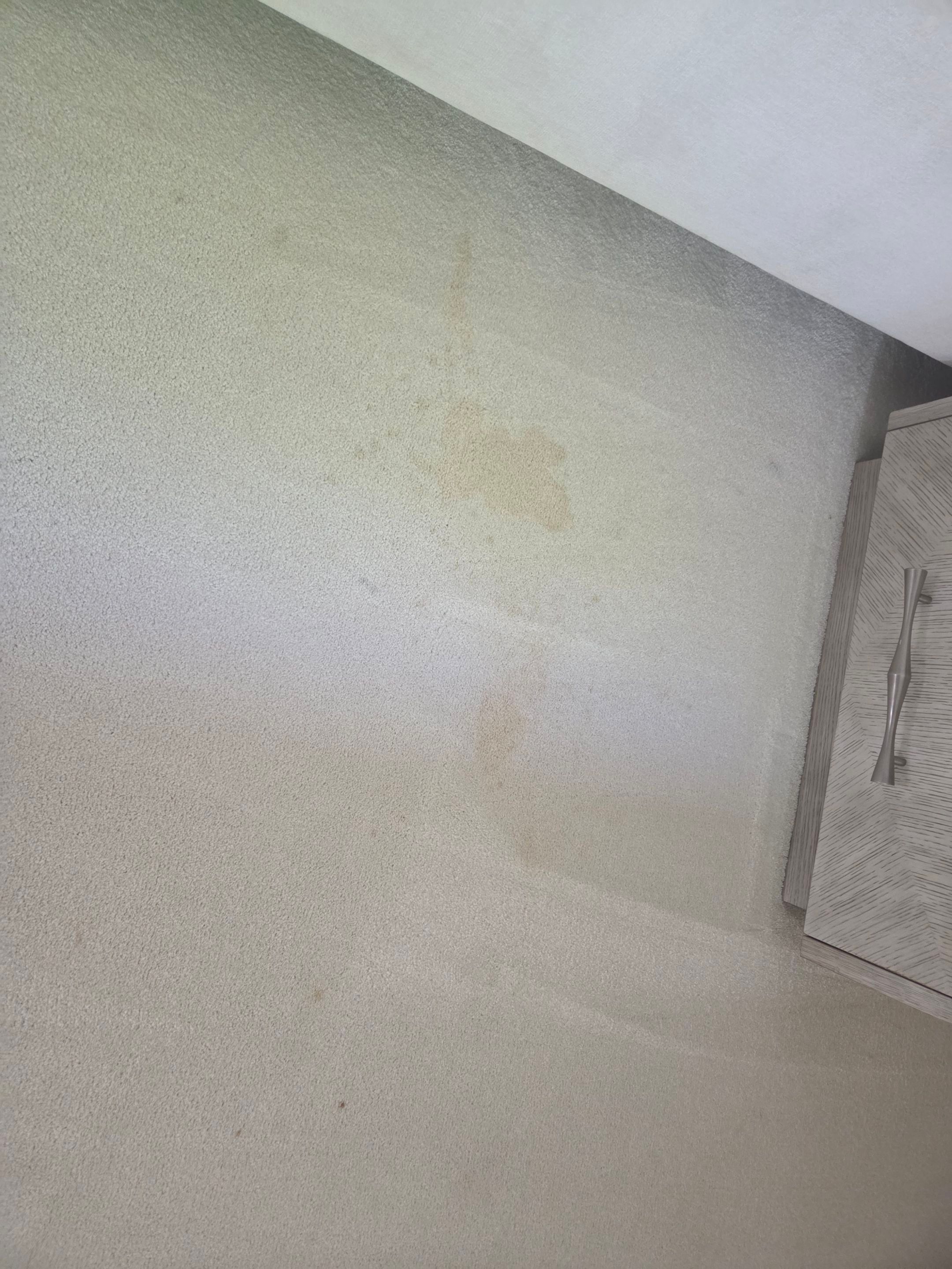 Carpet Cleaning in the Fab' 40's by Ardent Carpet Restore LLC