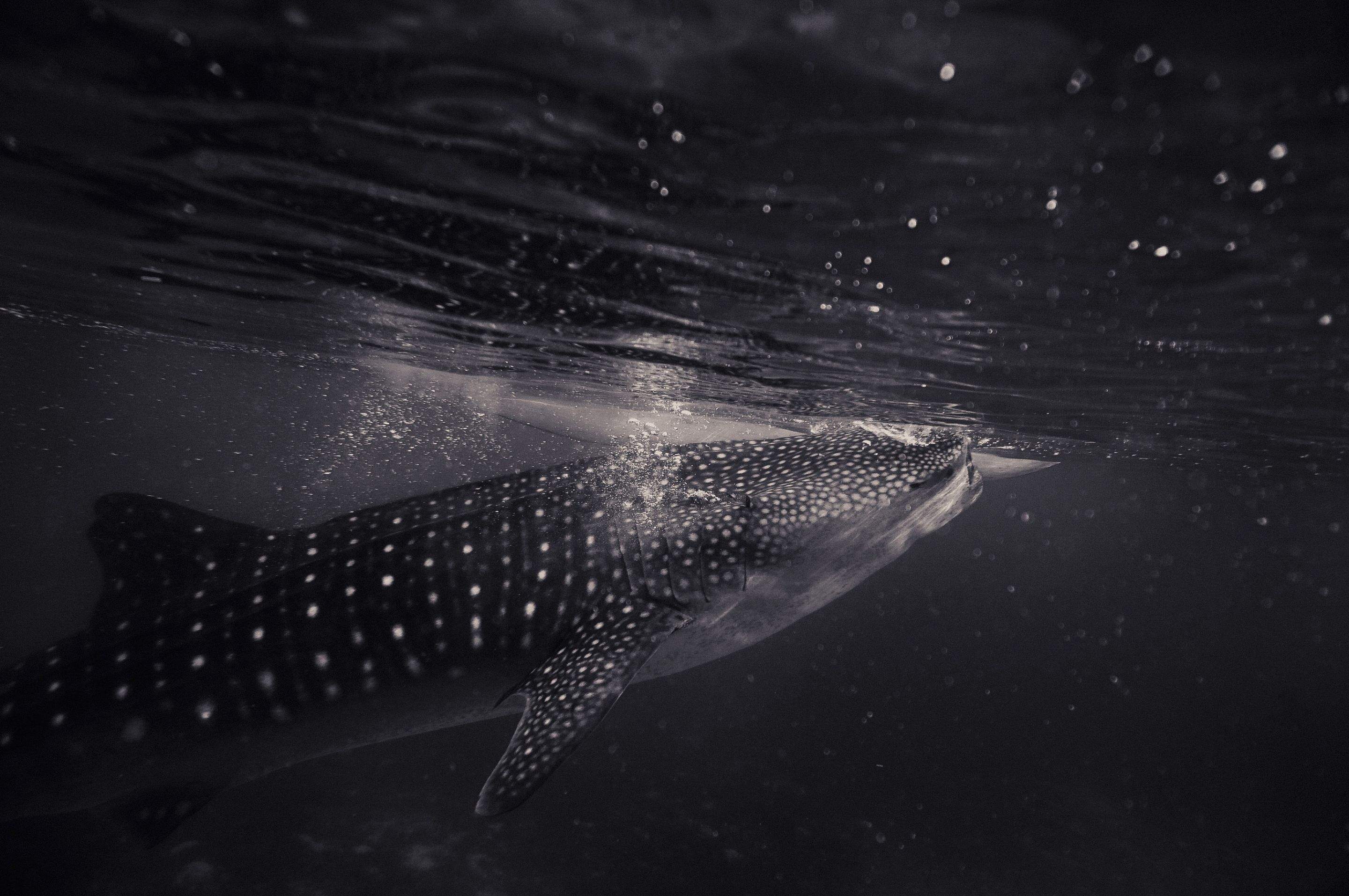 Sharks!!! by CompanyCam