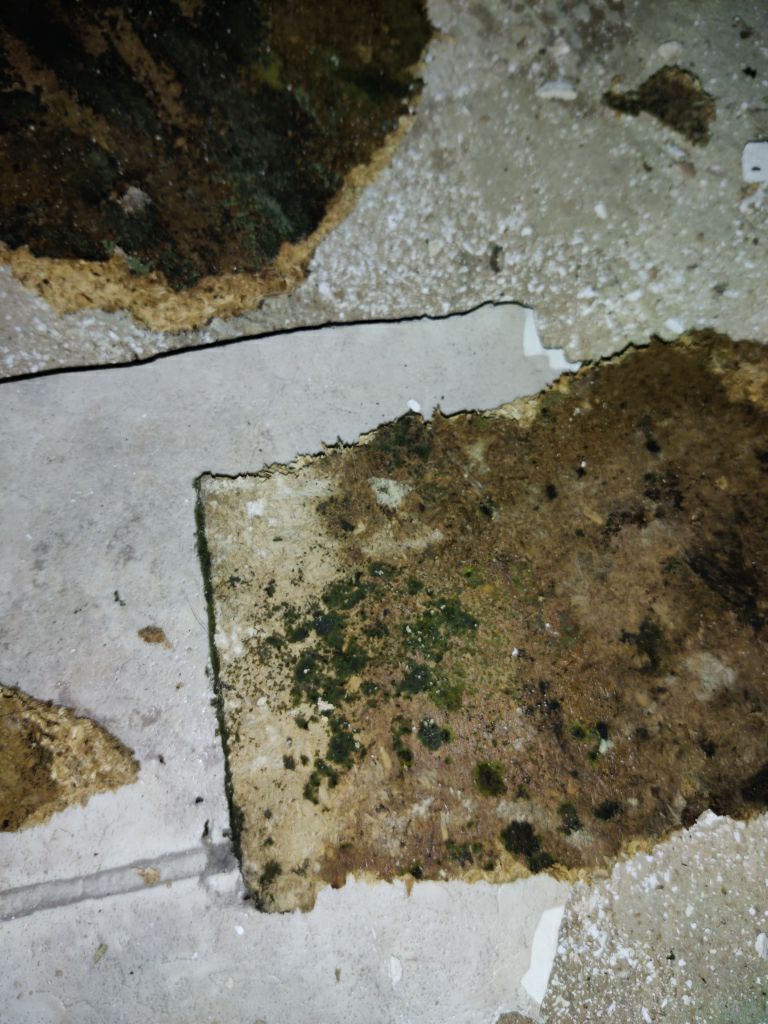 Mold Remediation in Kitchen by Accountable Home Services