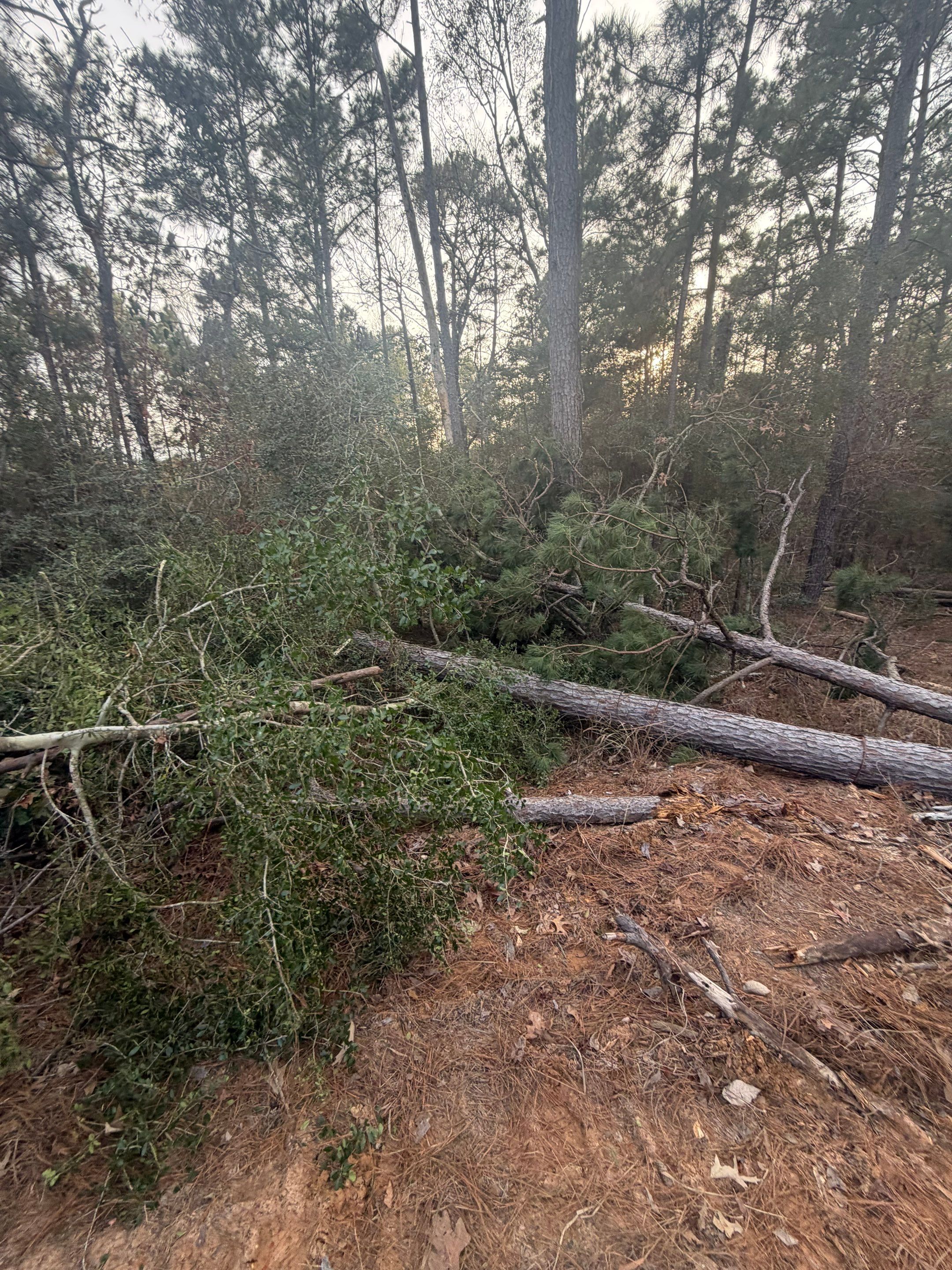 Saw Stuck In A Tree by Harden Enterprise Services LLC