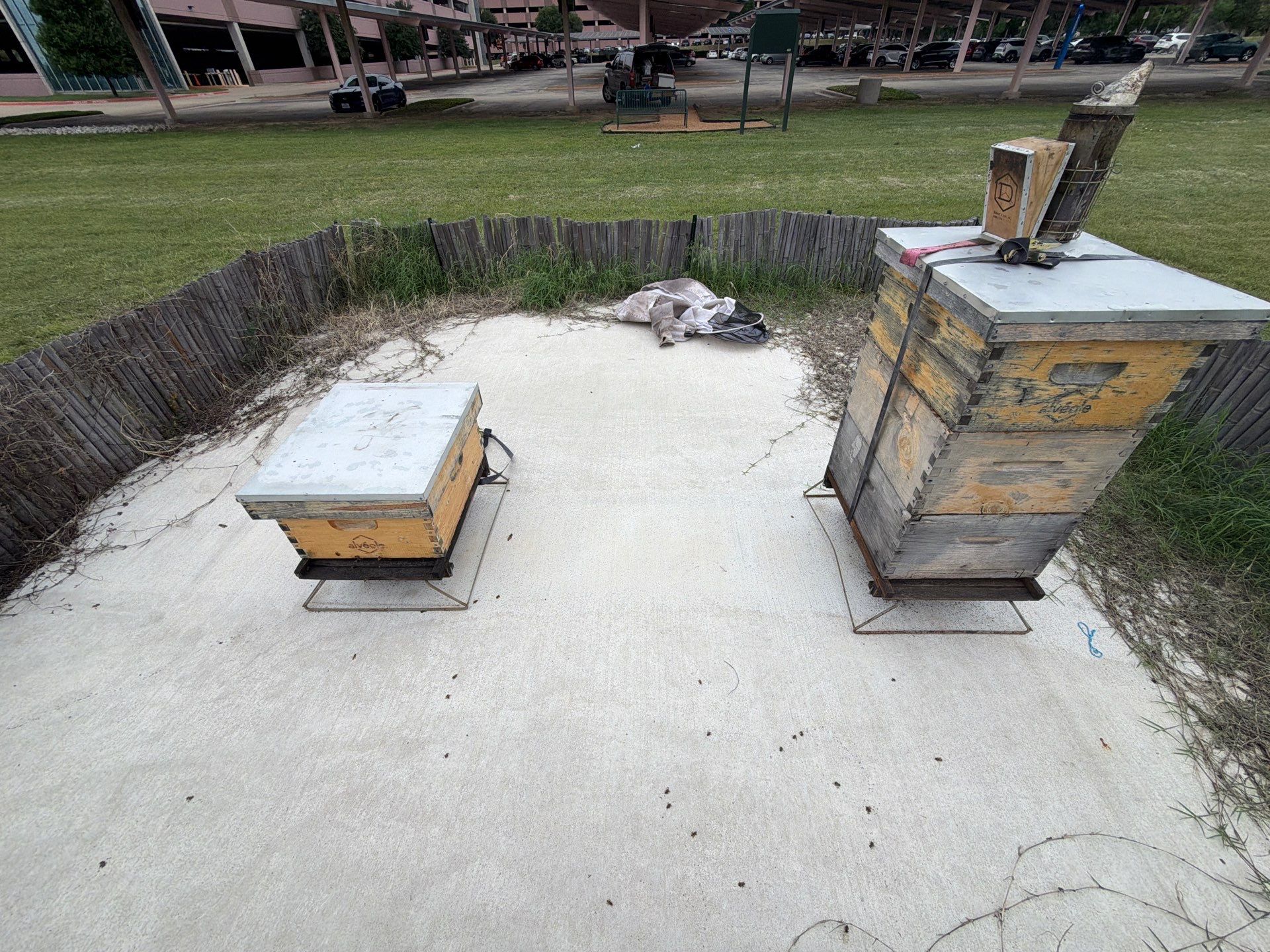 Bees at the Bank! by Rockwall Honey Bee Company