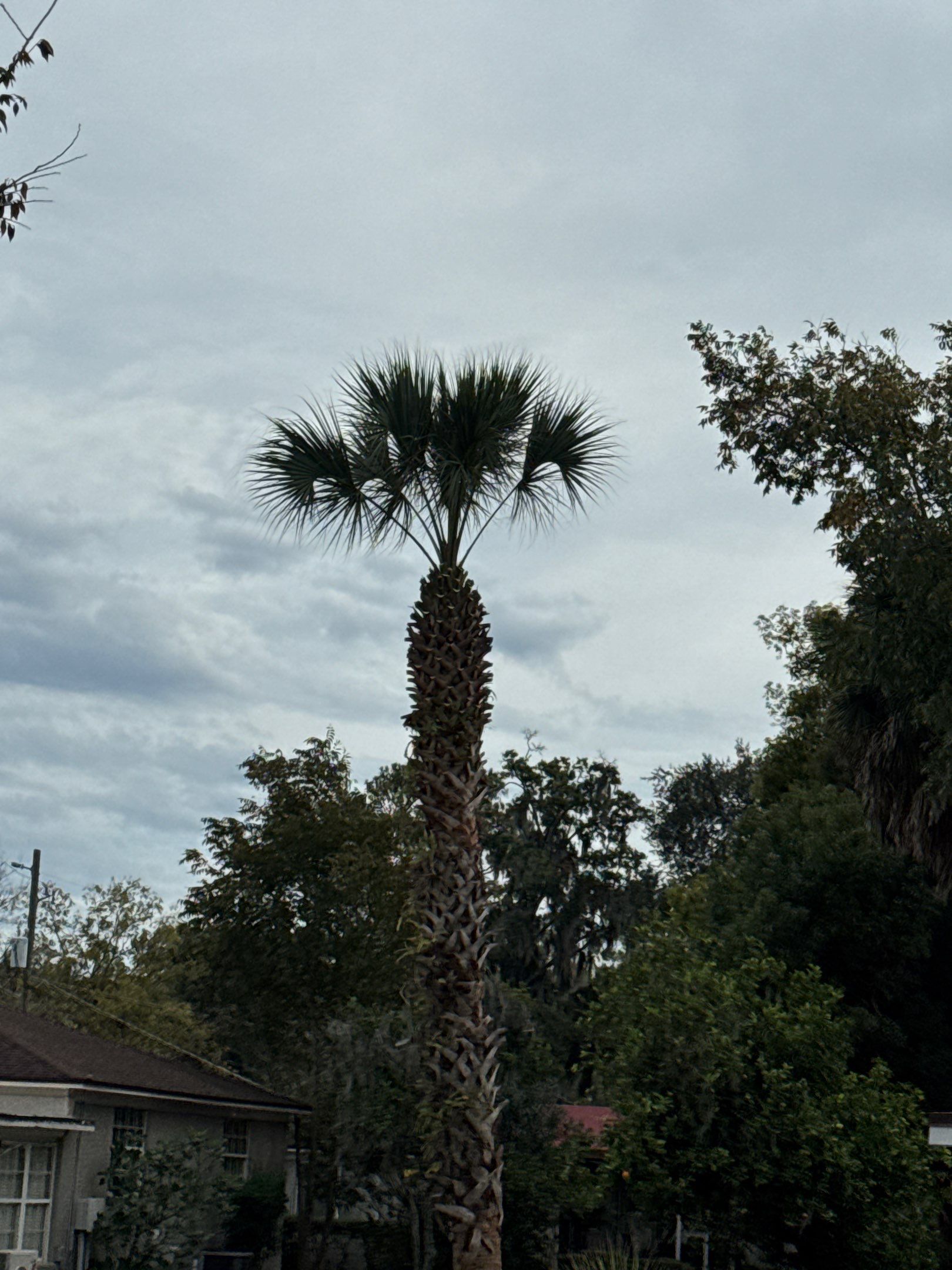 Volunteer Work | Episcopal High School of Jacksonville by ProGreen Services