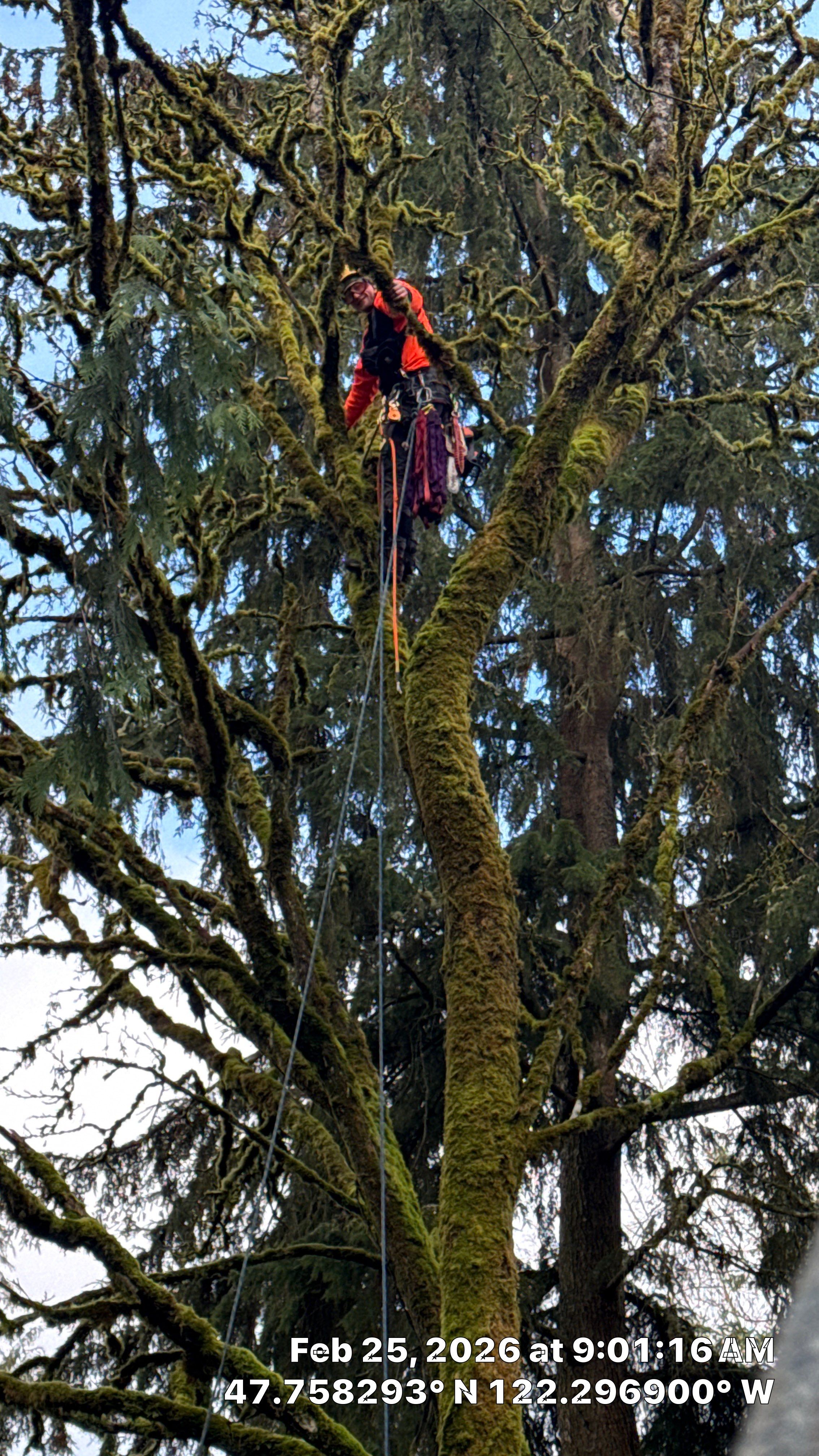 Lake Forest Park Maple Tree Removal – Permitted & Risk-Assessed by Sound Tree Care LLC