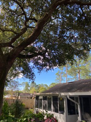 Tree Trimming | Residential
