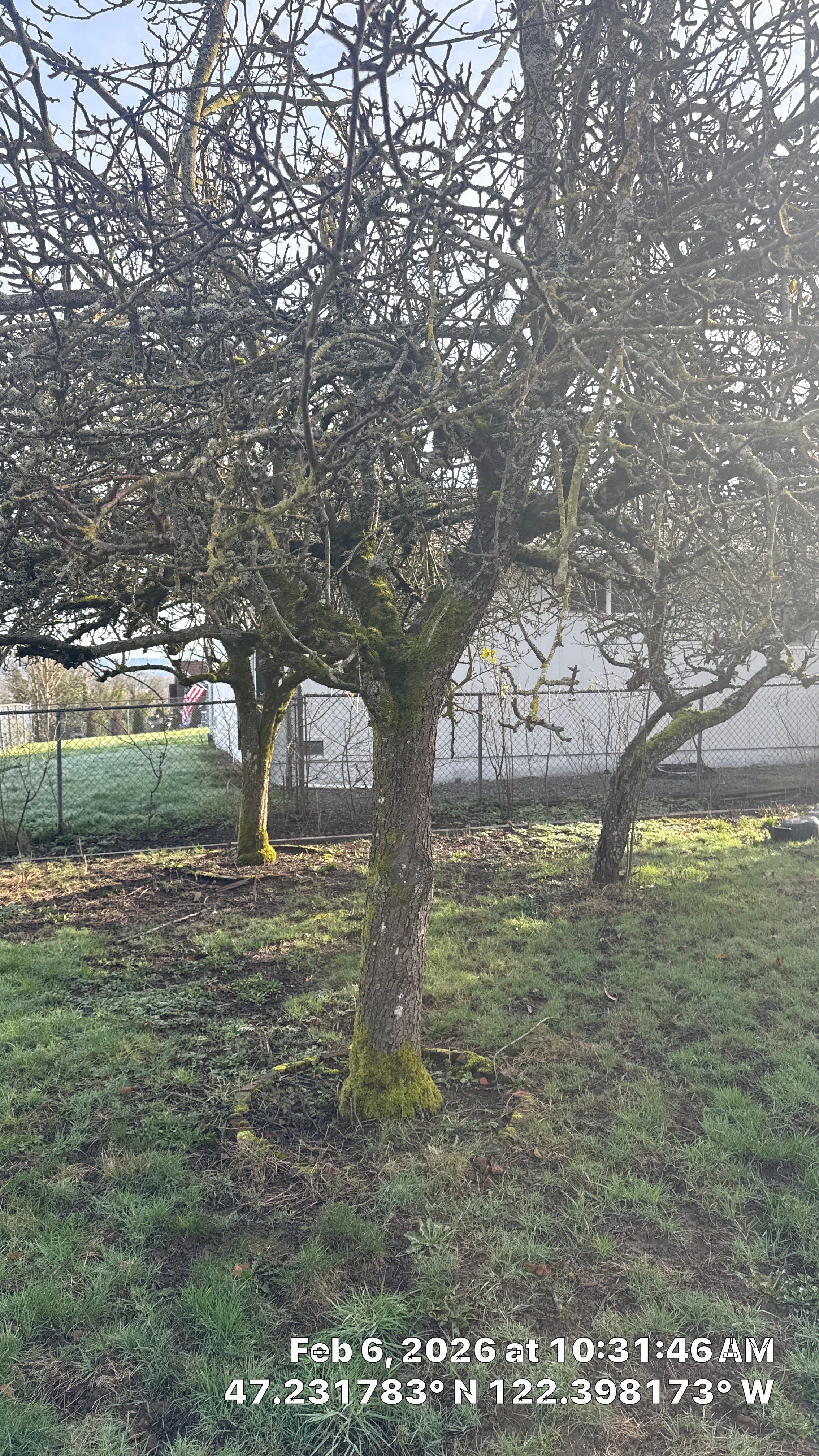 Arborist Development Report for Proposed Site Improvements – Tacoma, WA by Sound Tree Care LLC