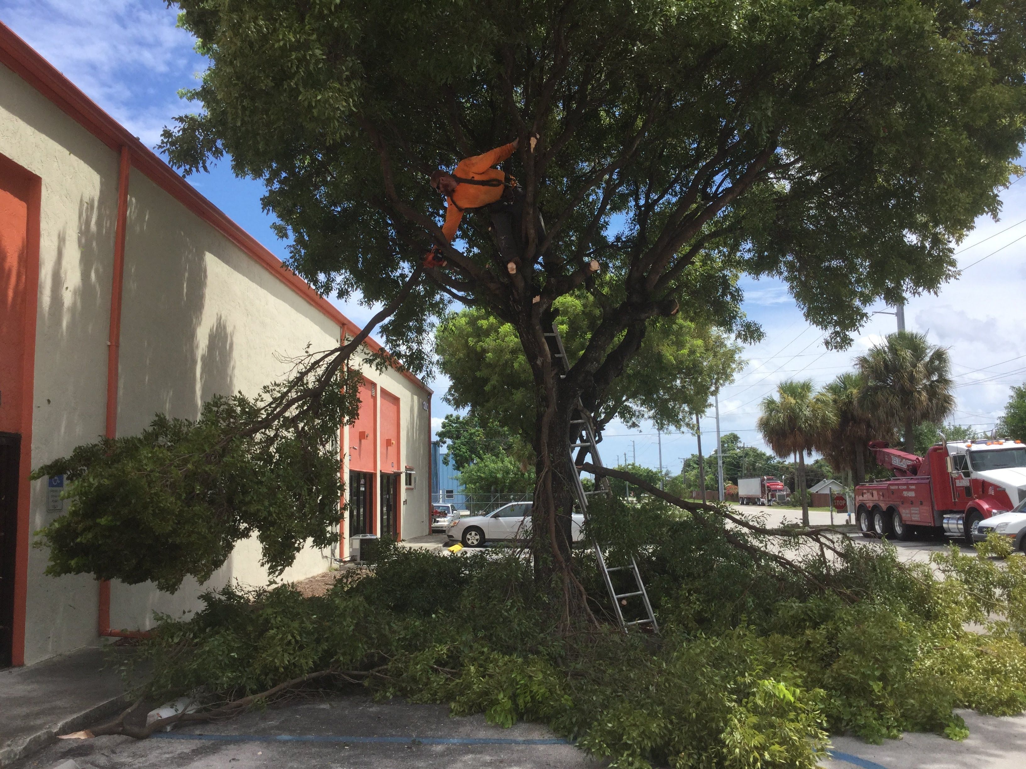 Commercial Tree Trimming & Debris Removal by
M.A.B. Landscaping & Property Maintenance