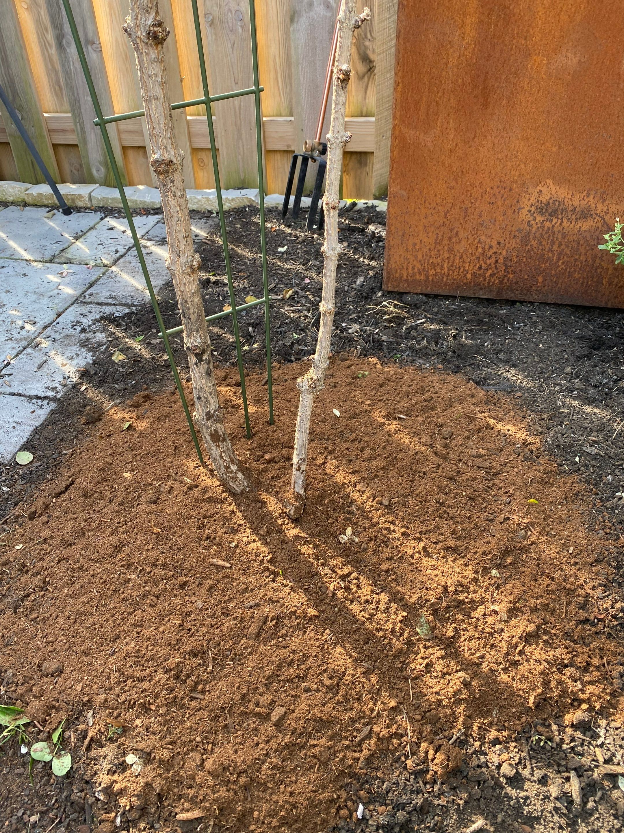 Corten Steel Maintenance by Elm Rose Gardens