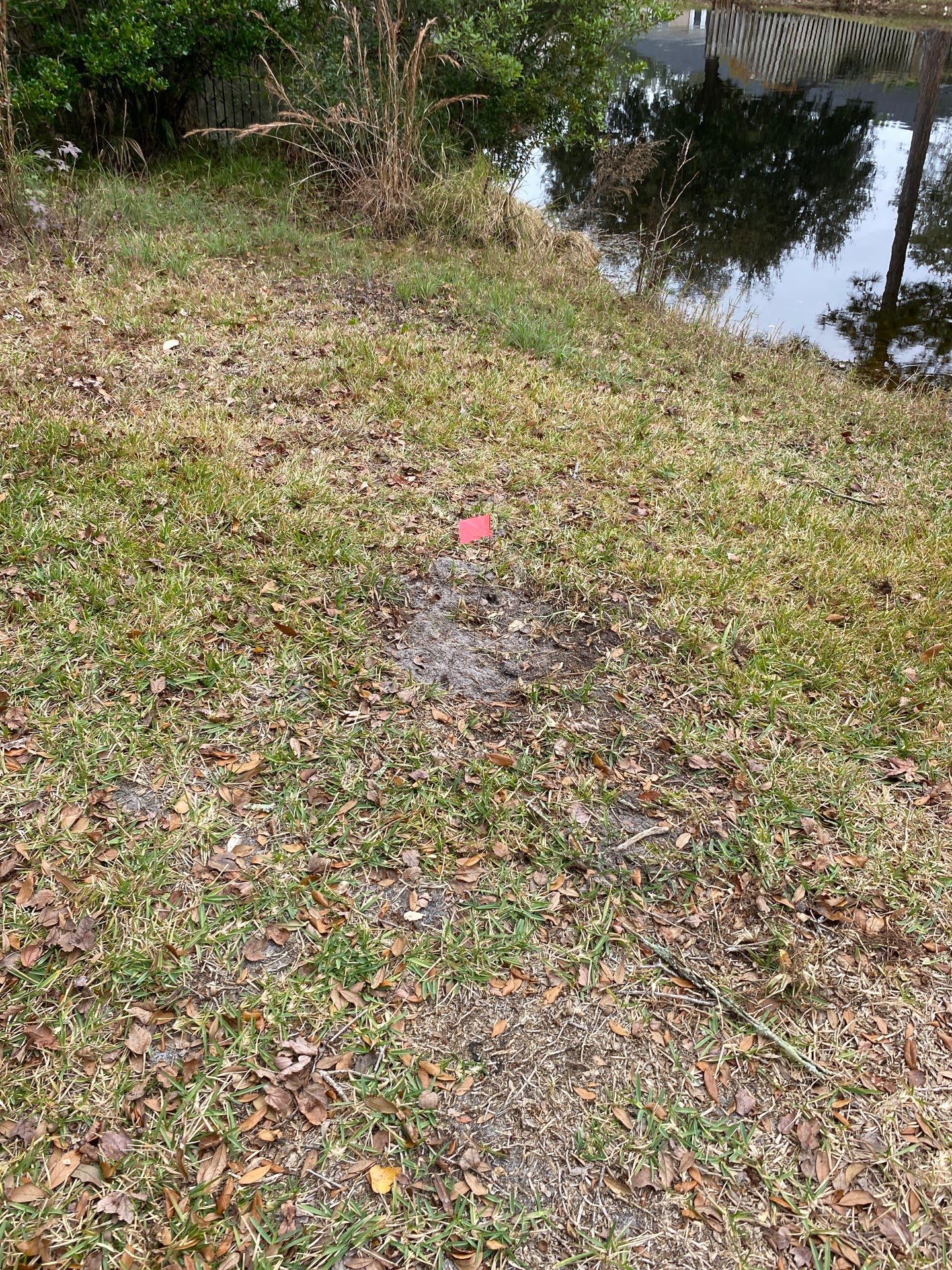 Deerwood | Live Oak Planting Project  by ProGreen Services