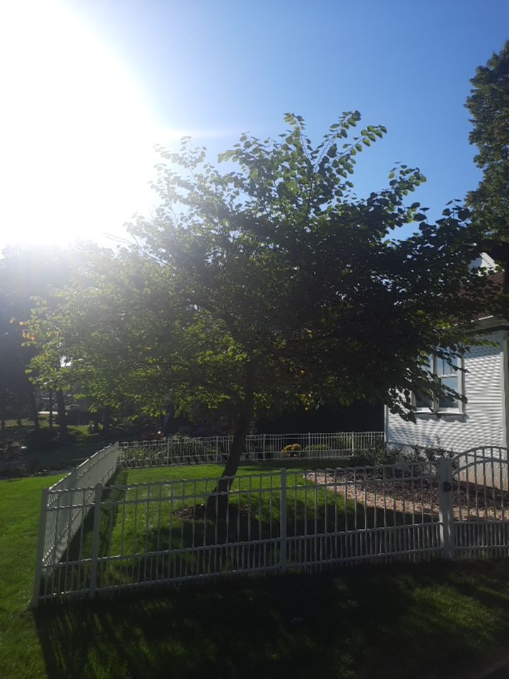 Tree Trimming using Tree Pruing by Mike Jones & Sons Tree Service LLC 