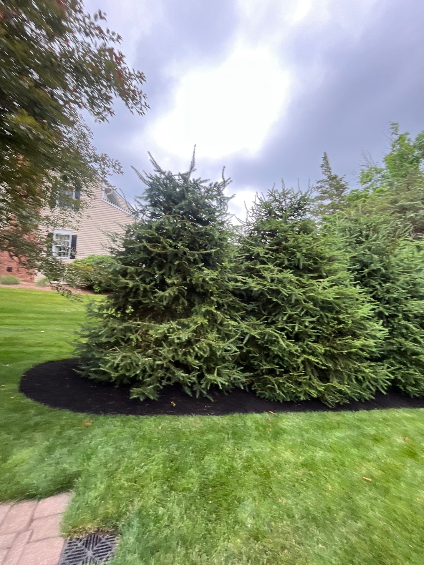 Comprehensive Shrub and Ornamental Bed Maintenance in Basking Ridge by Ants Plants