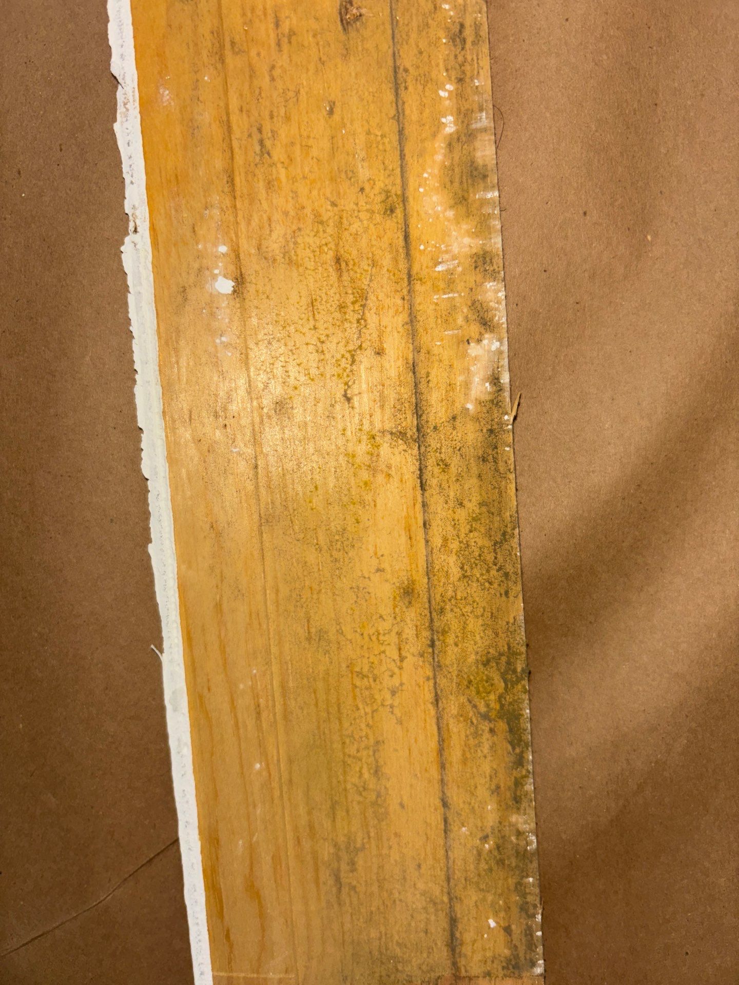 Mold Removal & Remediation  by Ampm Restoration Services 