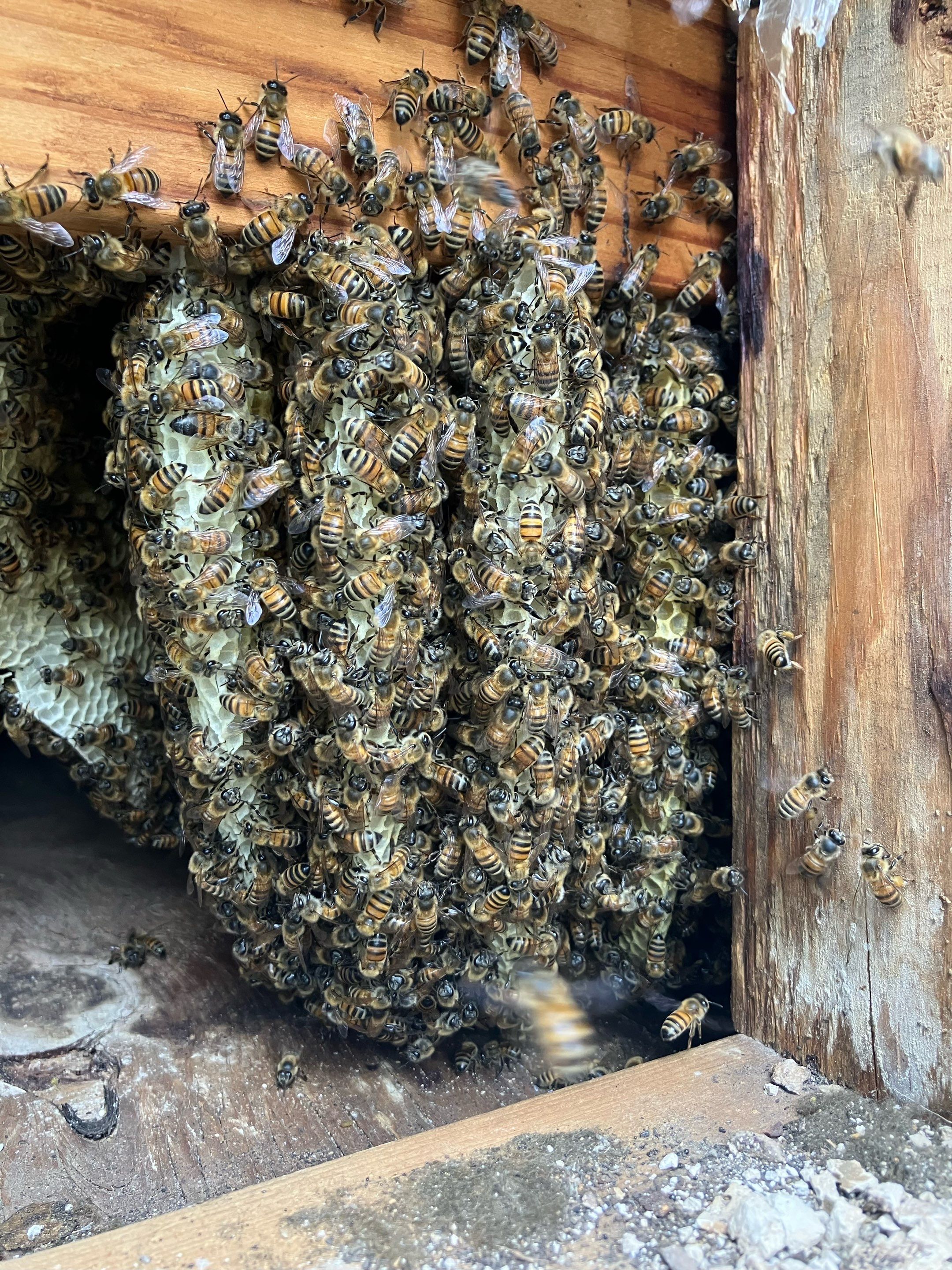 Project in Dallas, TX by Rockwall Honey Bee Company