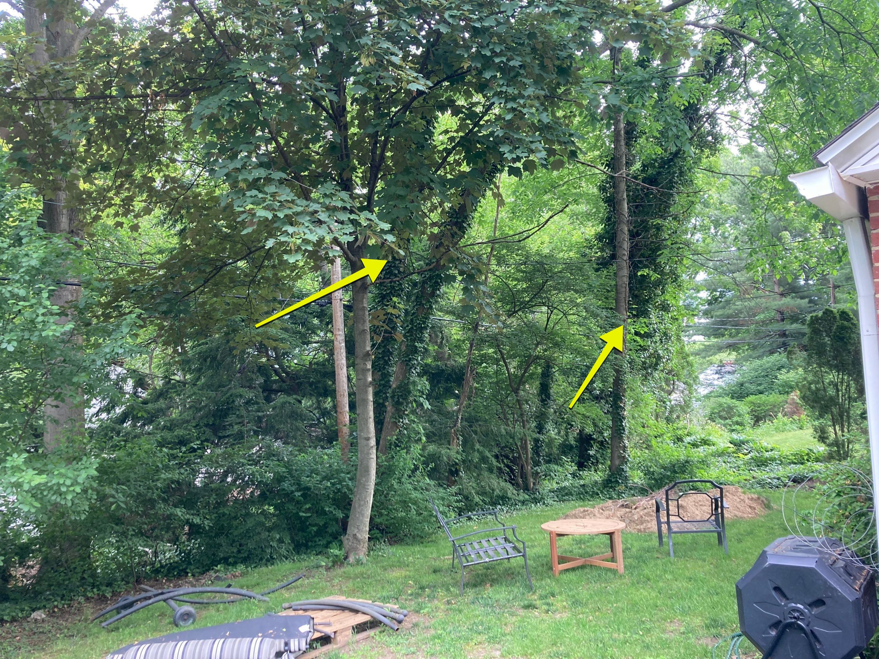 Tree Removal using Tree Removal by Mike Jones & Sons Tree Service LLC 