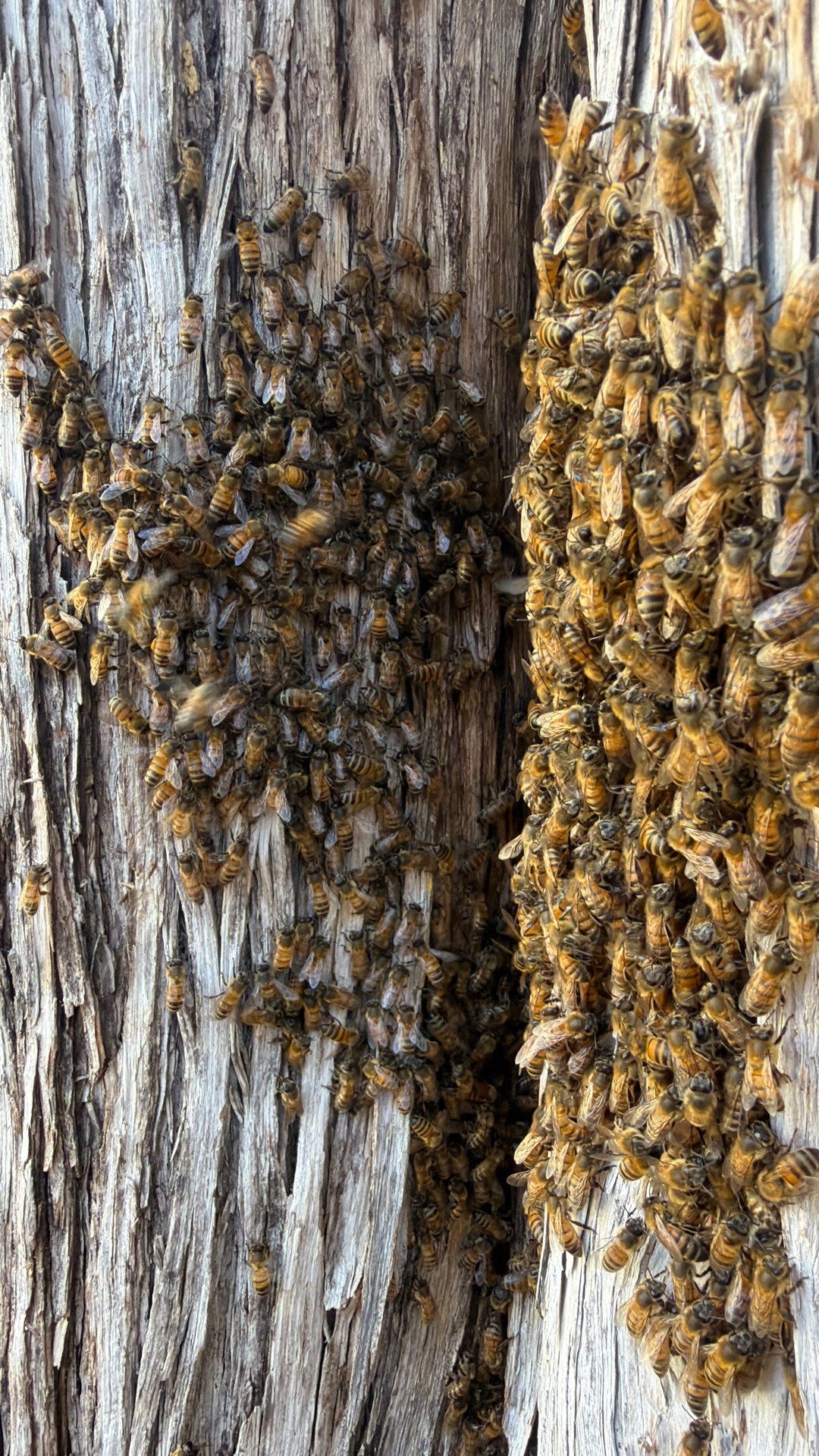 Cavern-Crack Tree Bees by Rockwall Honey Bee Company