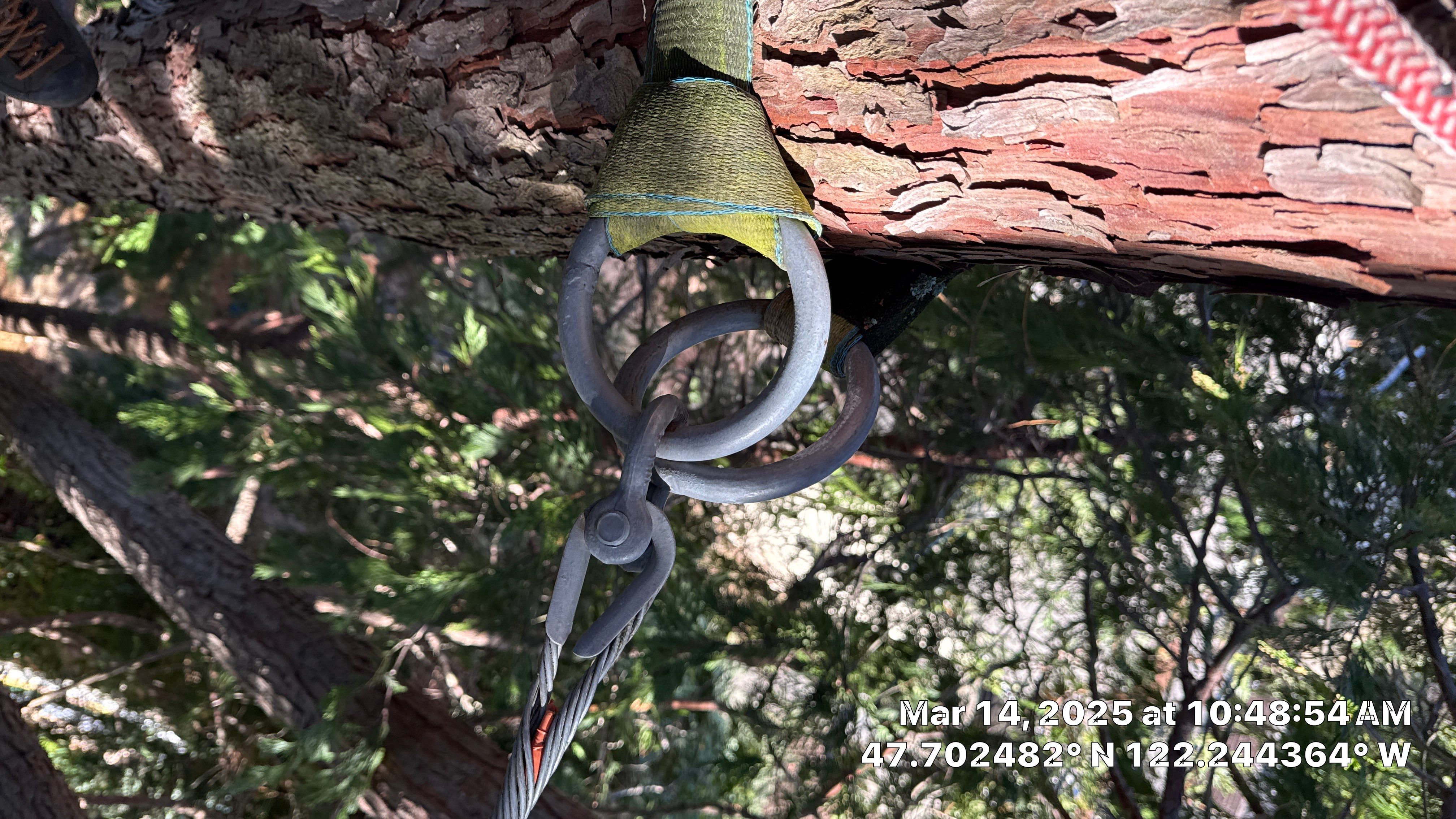 🧾 Tree Support System Assessment & Landmark Tree Risk Report – Holmes Point, Kirkland, WA by Sound Tree Care LLC