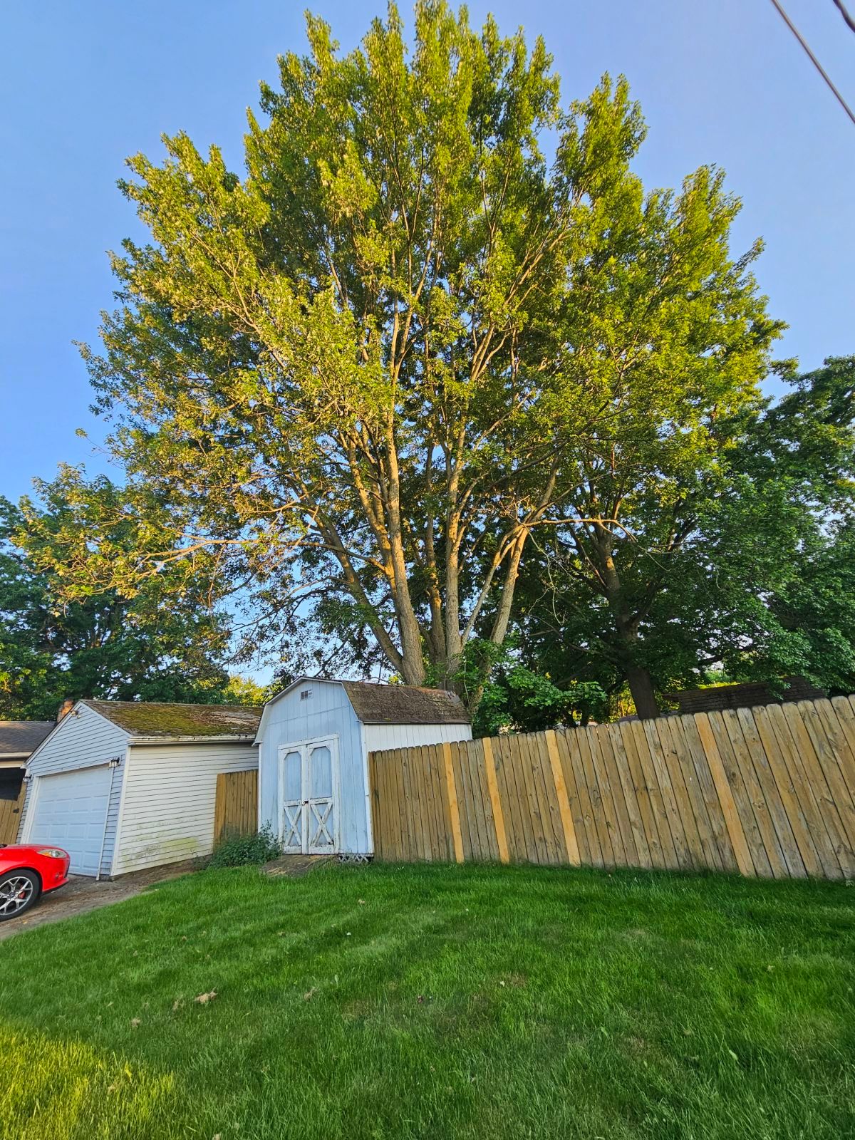 Tree Trimming using Tree Pruing by Mike Jones & Sons Tree Service LLC 